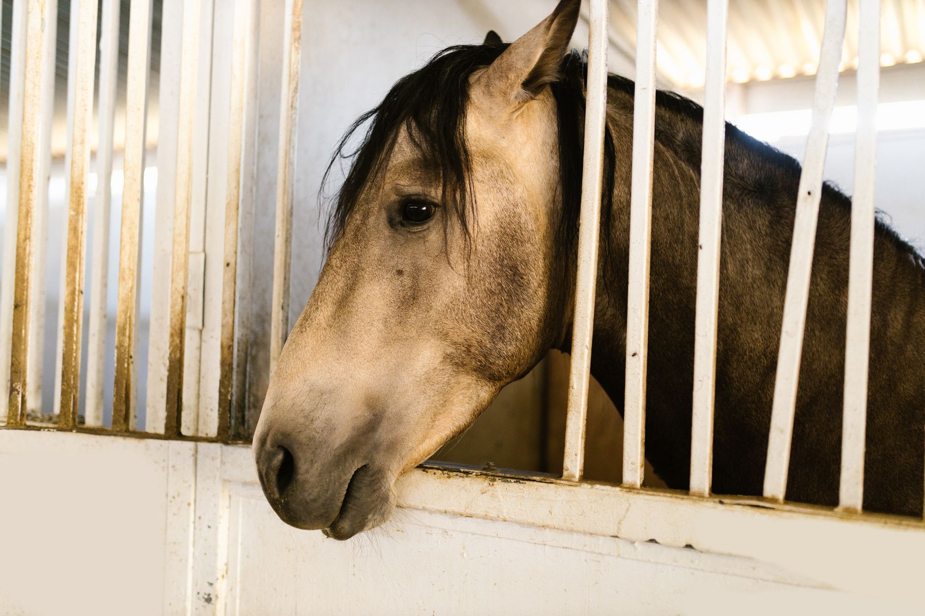 Animal Import Center Explained: USDA Quarantine for Birds, Horses, and Livestock