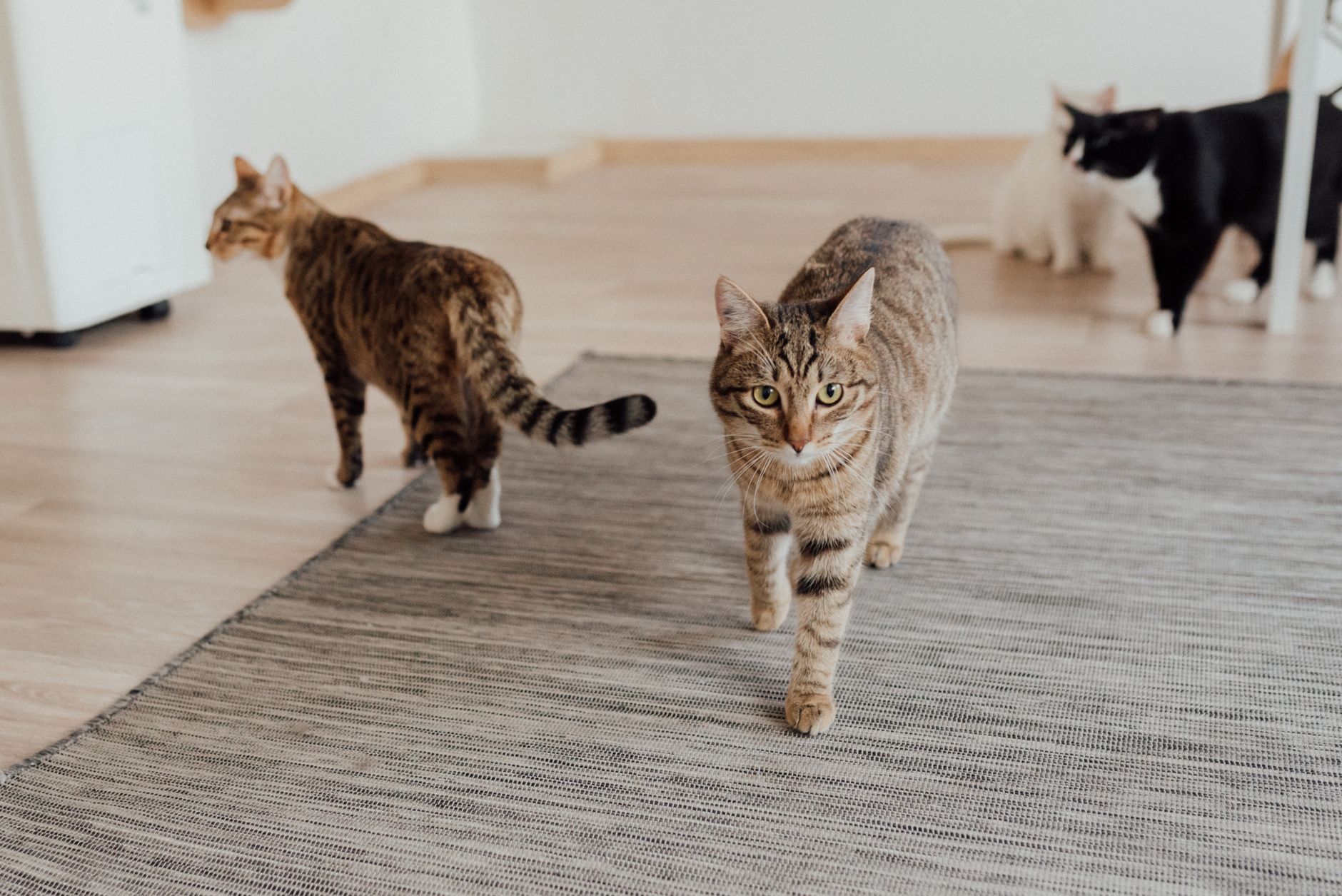 Inexpensive Cat Carriers: A 2026 Buyer's Guide to Safe, Budget-Friendly Options