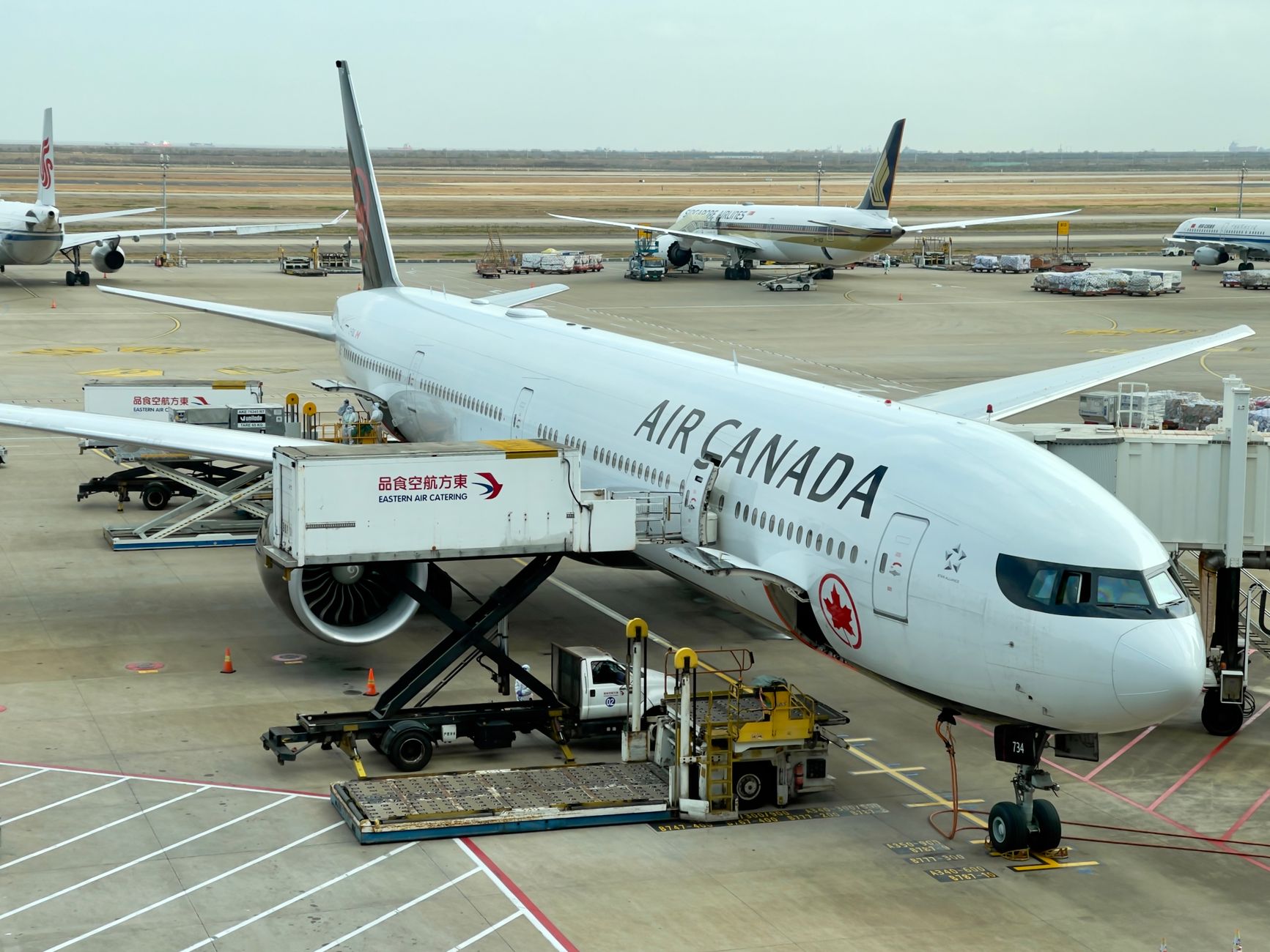 How Much Does It Cost to Fly a Dog Internationally? 2026 Price Guide