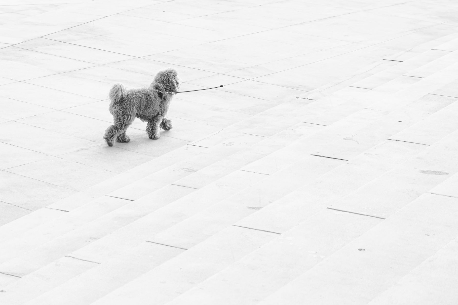 US customs arrivals hall traveler leading dog on leash