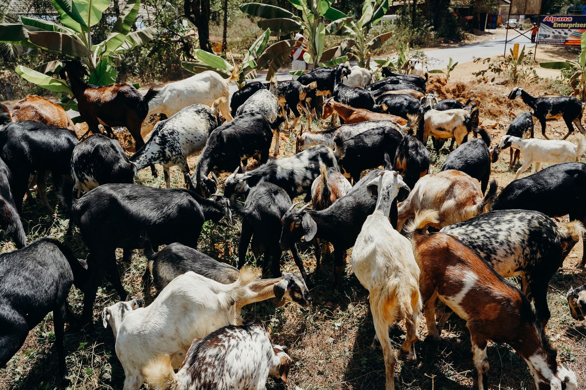 livestock farm herd