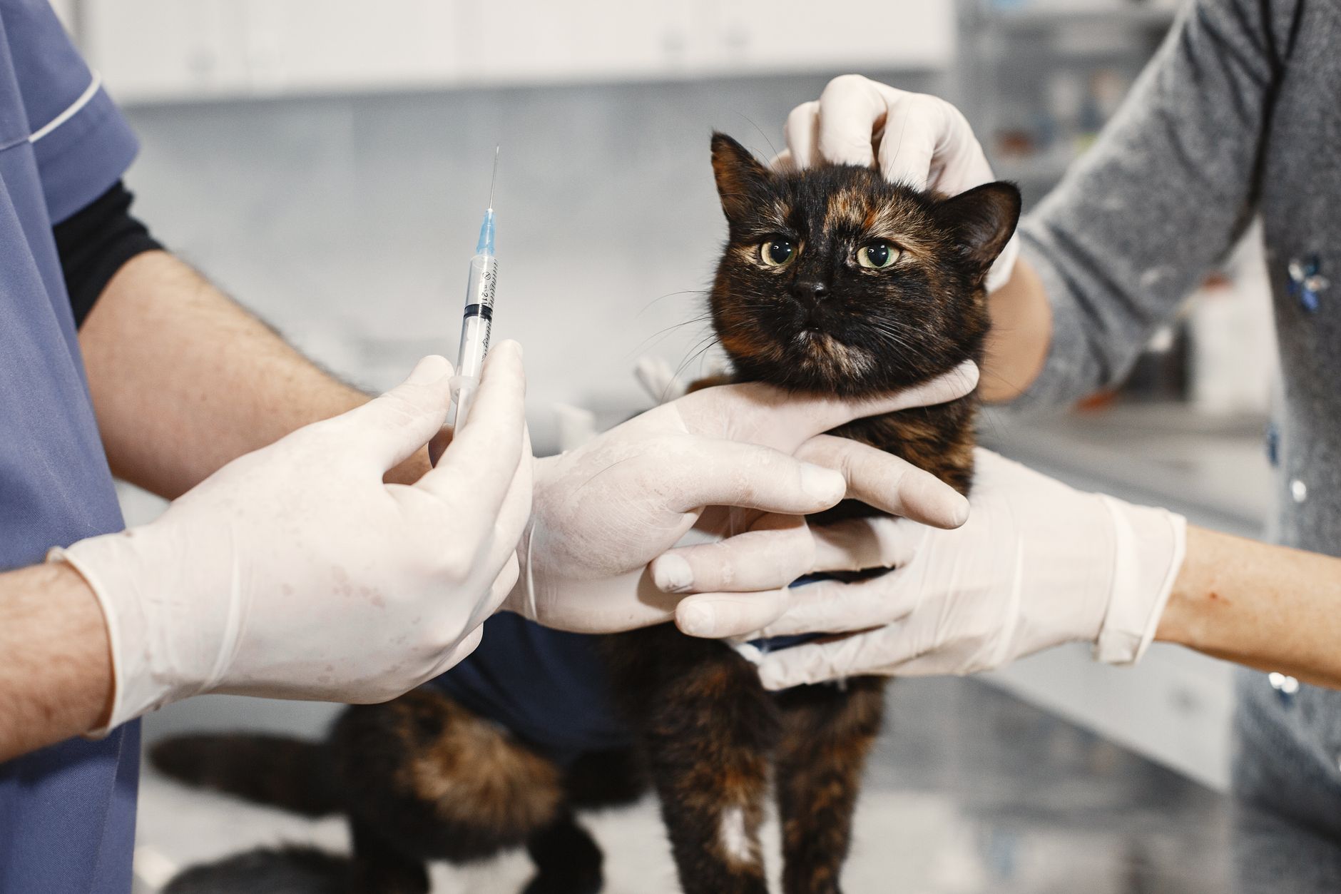 veterinarian scanning cat microchip at clinic desk