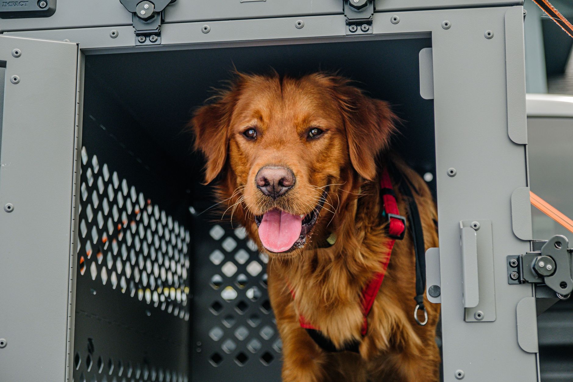 labrador retriever in hard plastic travel kennel on airport tarmac