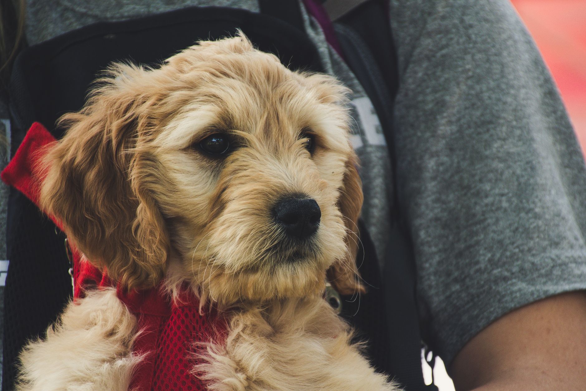Can You Bring a Dog on a Plane? Cabin, Cargo & Rules