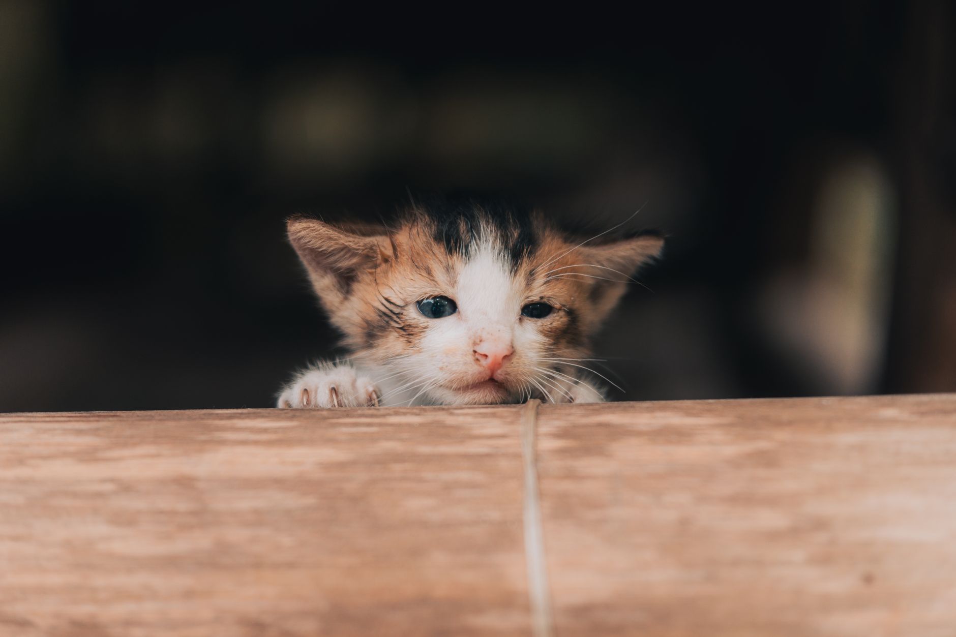 American Airlines Cat Policy (2026): Fees, Carrier Size and Rules