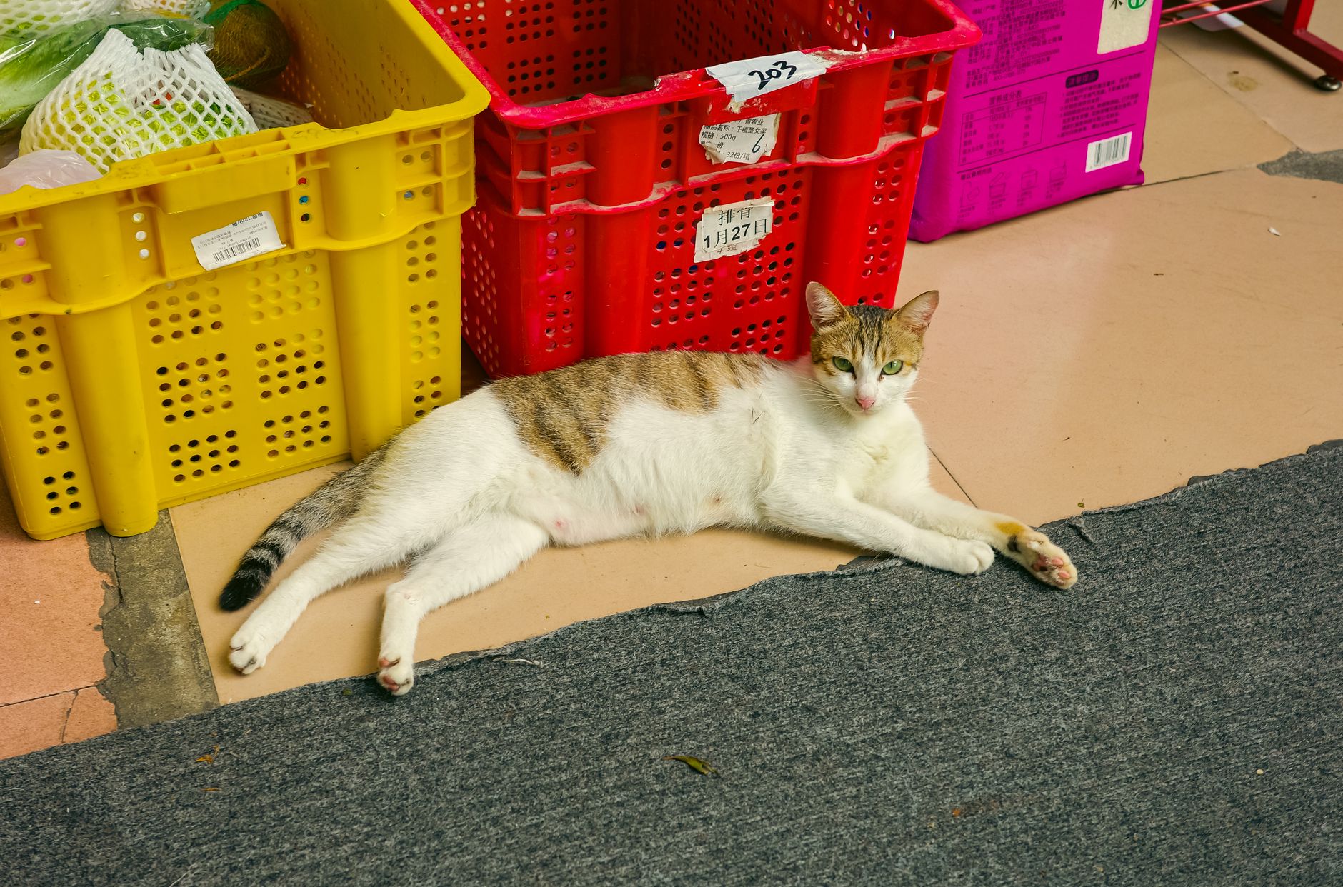 Airline Approved Cat Kennel: What Cabin and Cargo Rules Really Require in 2026