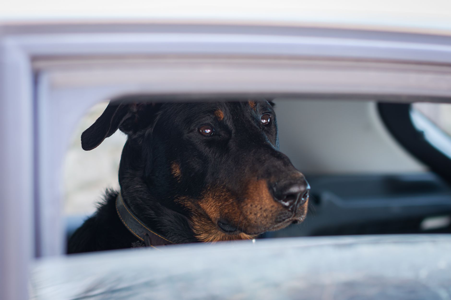dog waiting in car at Canada United States land border checkpoint