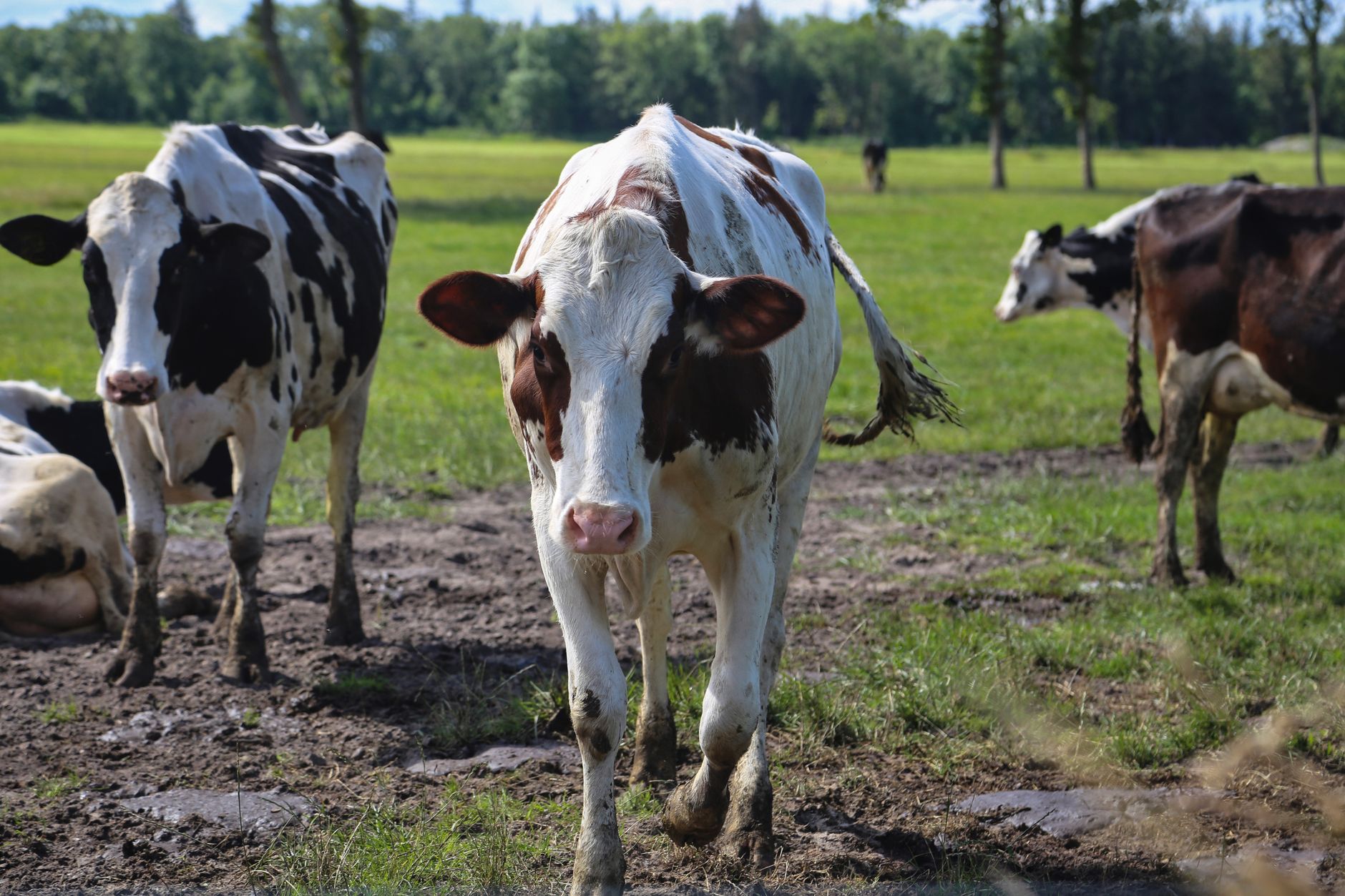 veterinarian checking cattle in muddy Brandenburg farm pasture Germany