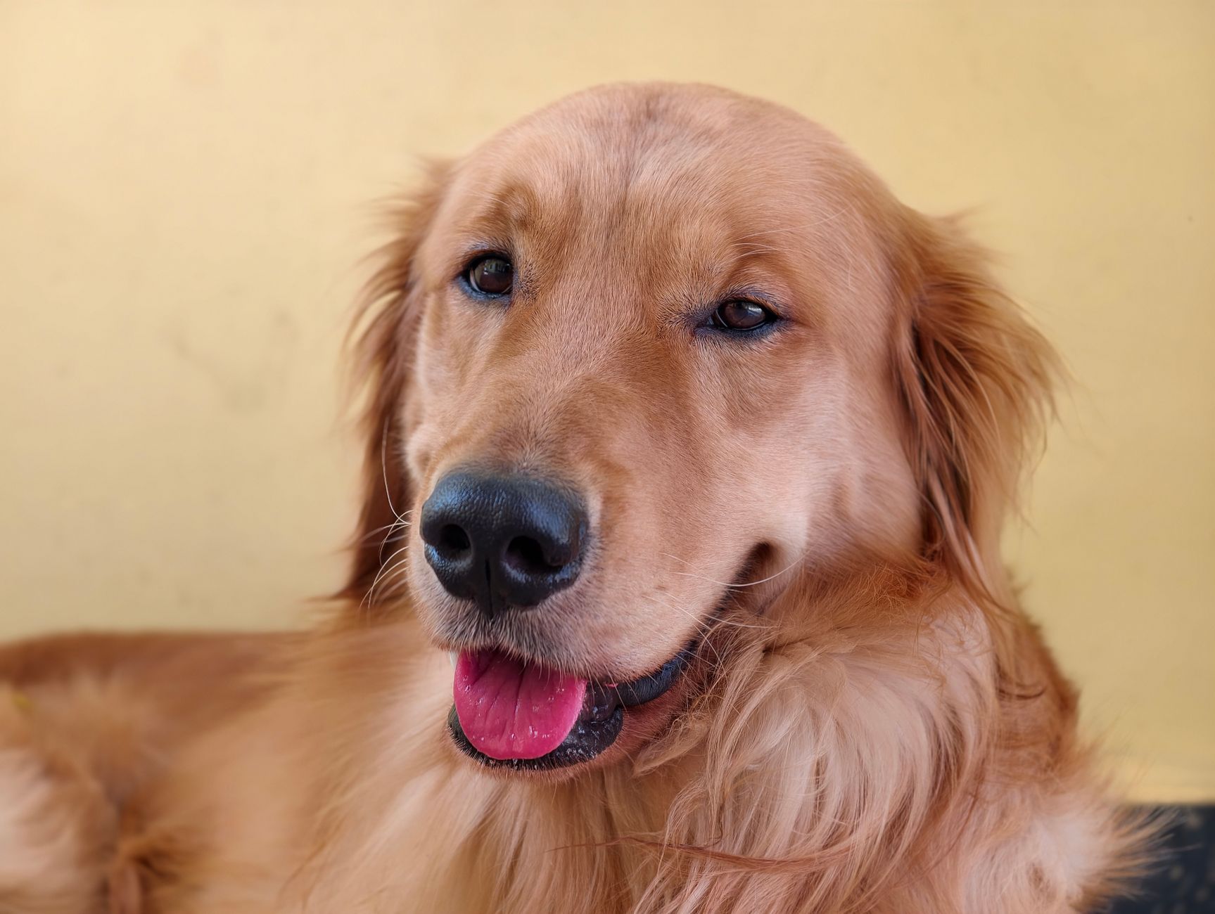 Medium Dog Carrier Guide: Sizing, Airline Rules, and How to Choose One