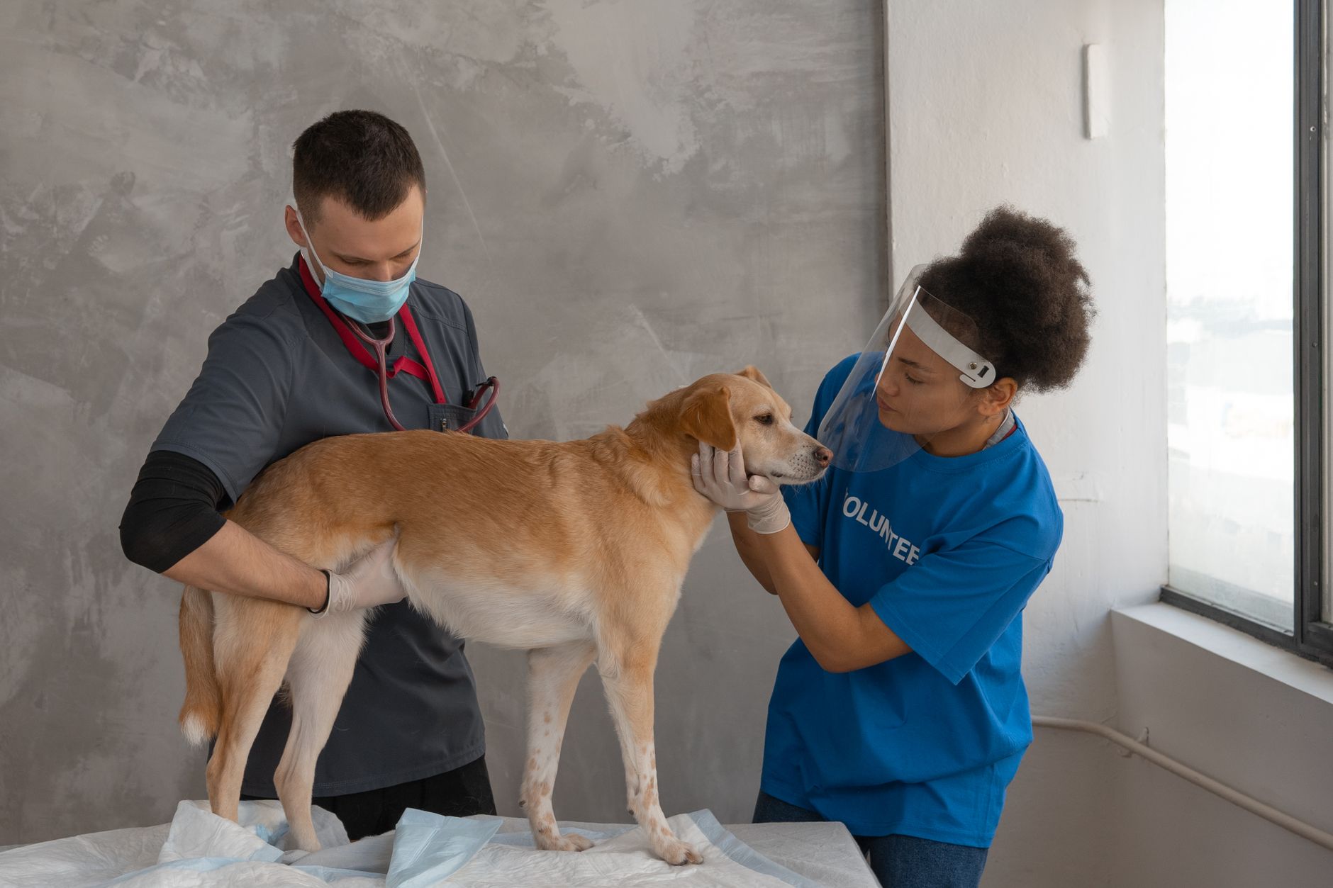 veterinarian examining dog at CDC registered animal quarantine facility