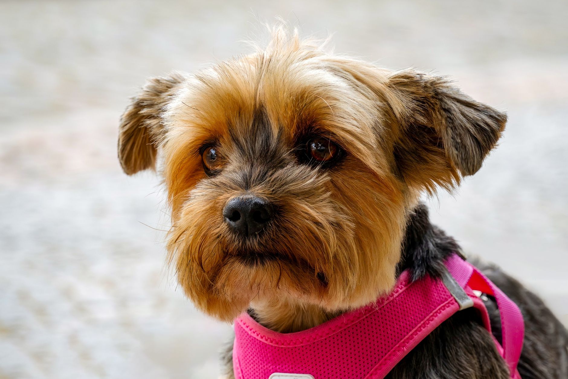 Pet Carriers for Small Dogs Airline Approved: Size Rules, Fees, and Fit Checklist