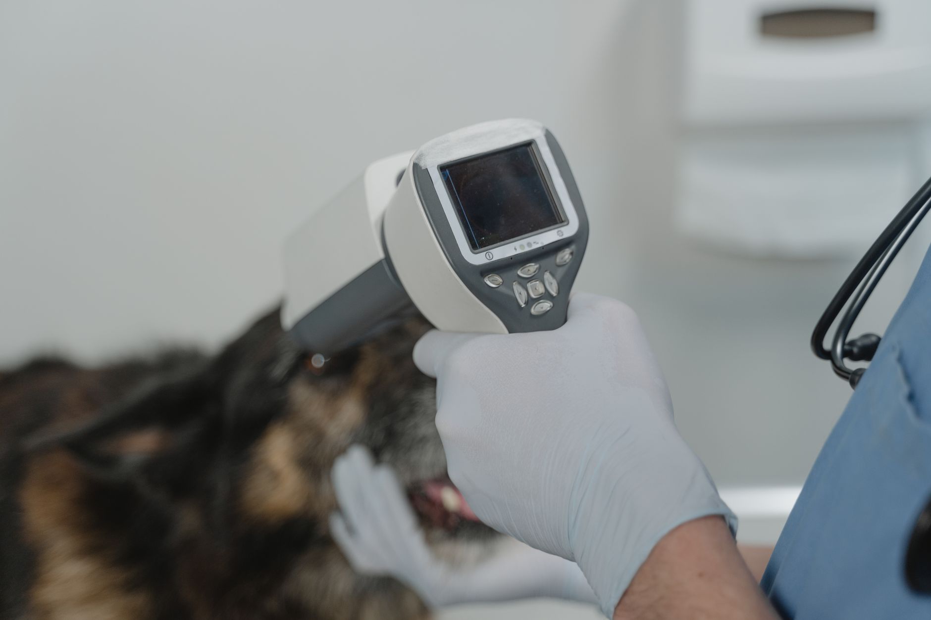 Dog Passport: What It Is, How to Get One, and How It Differs from Biometric ID