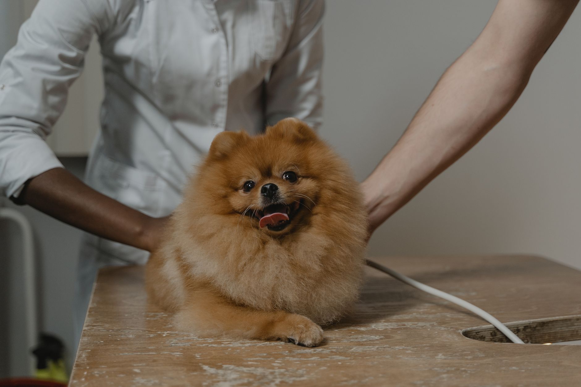 veterinarian scanning pet microchip on exam table before international flight
