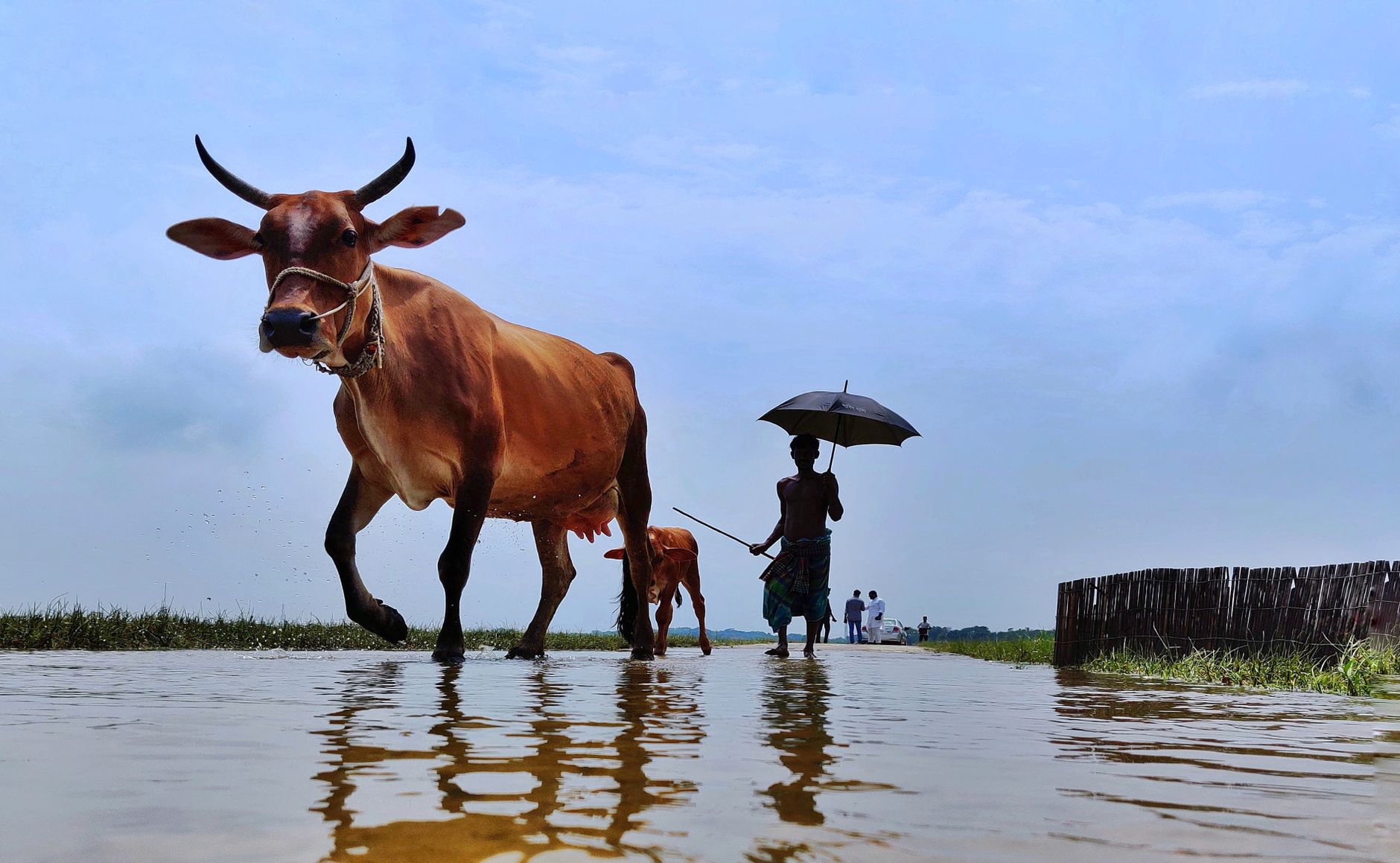 farmer smartphone livestock flooded field Pakistan