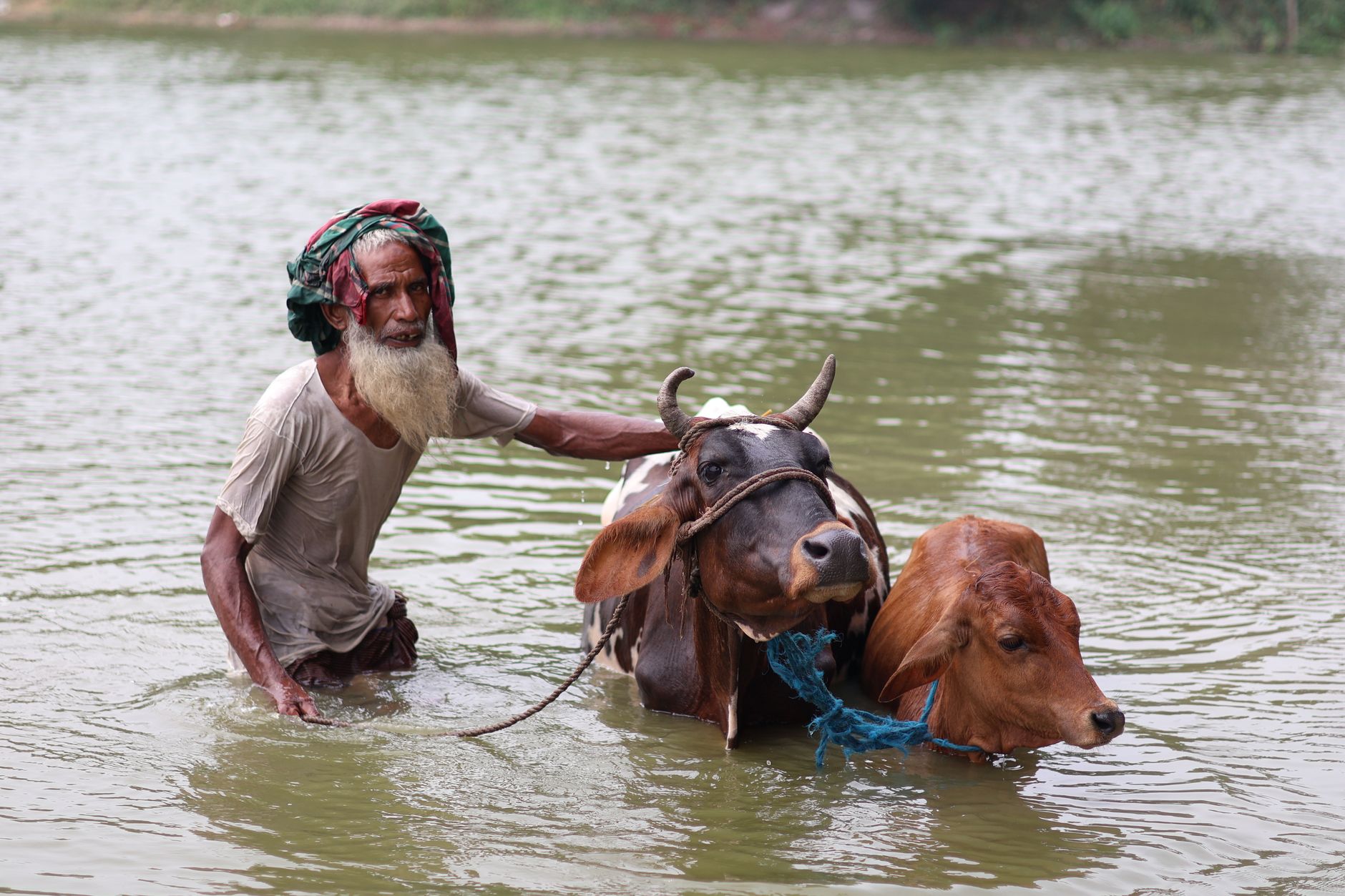 farmer wading through flooded pasture with cattle Pakistan monsoon