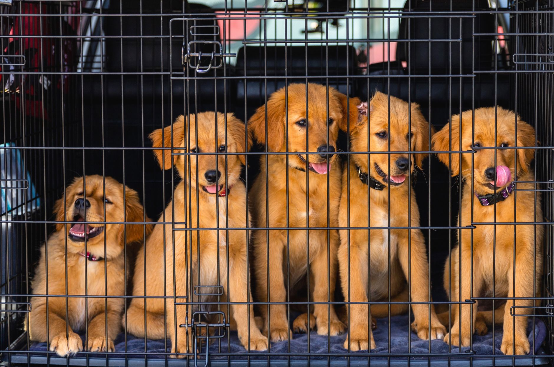 Quarantine Dog: How Long Is Dog Quarantine and When Is It Required?