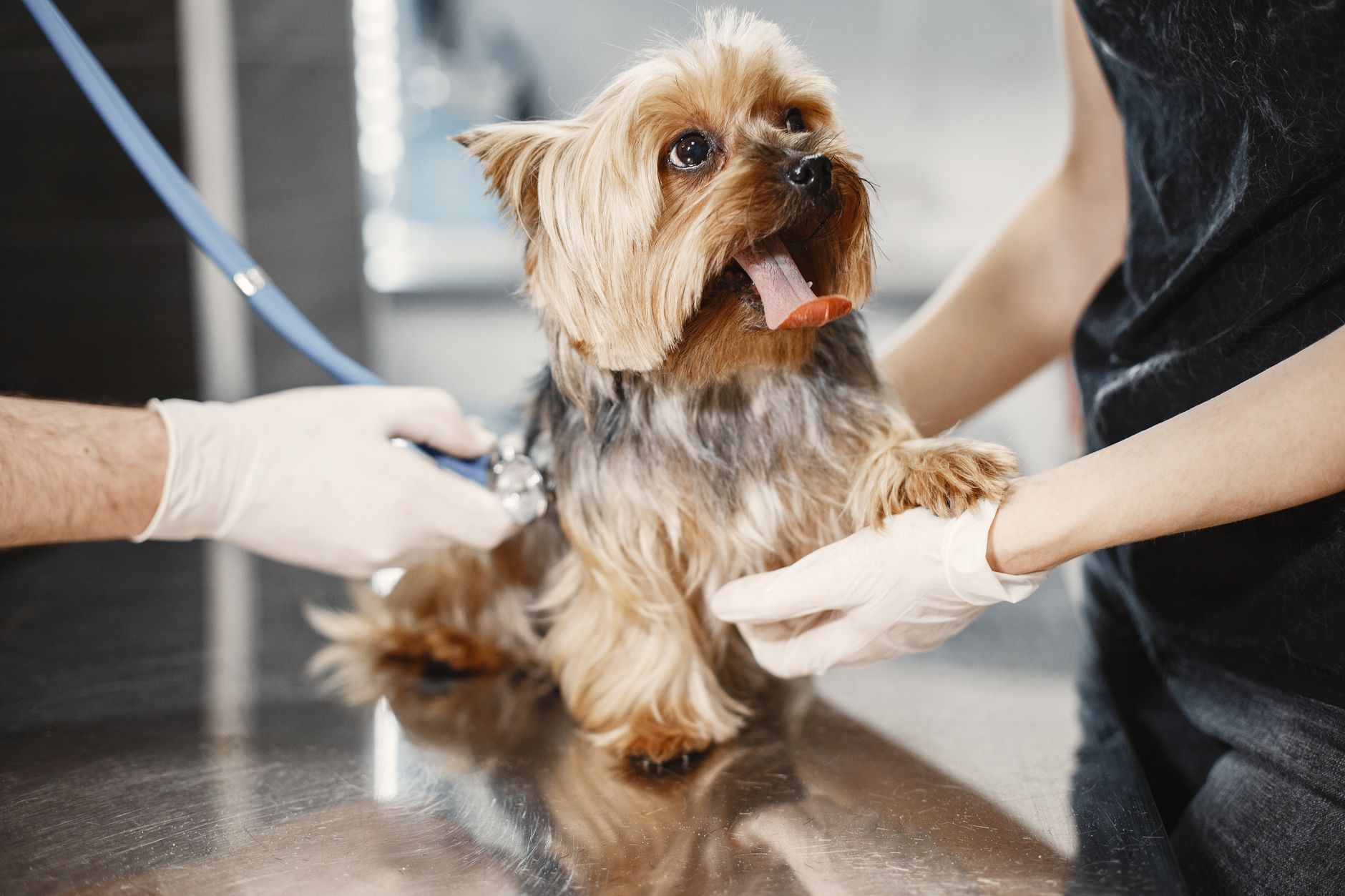blue pet passport booklet beside dog leash vet counter