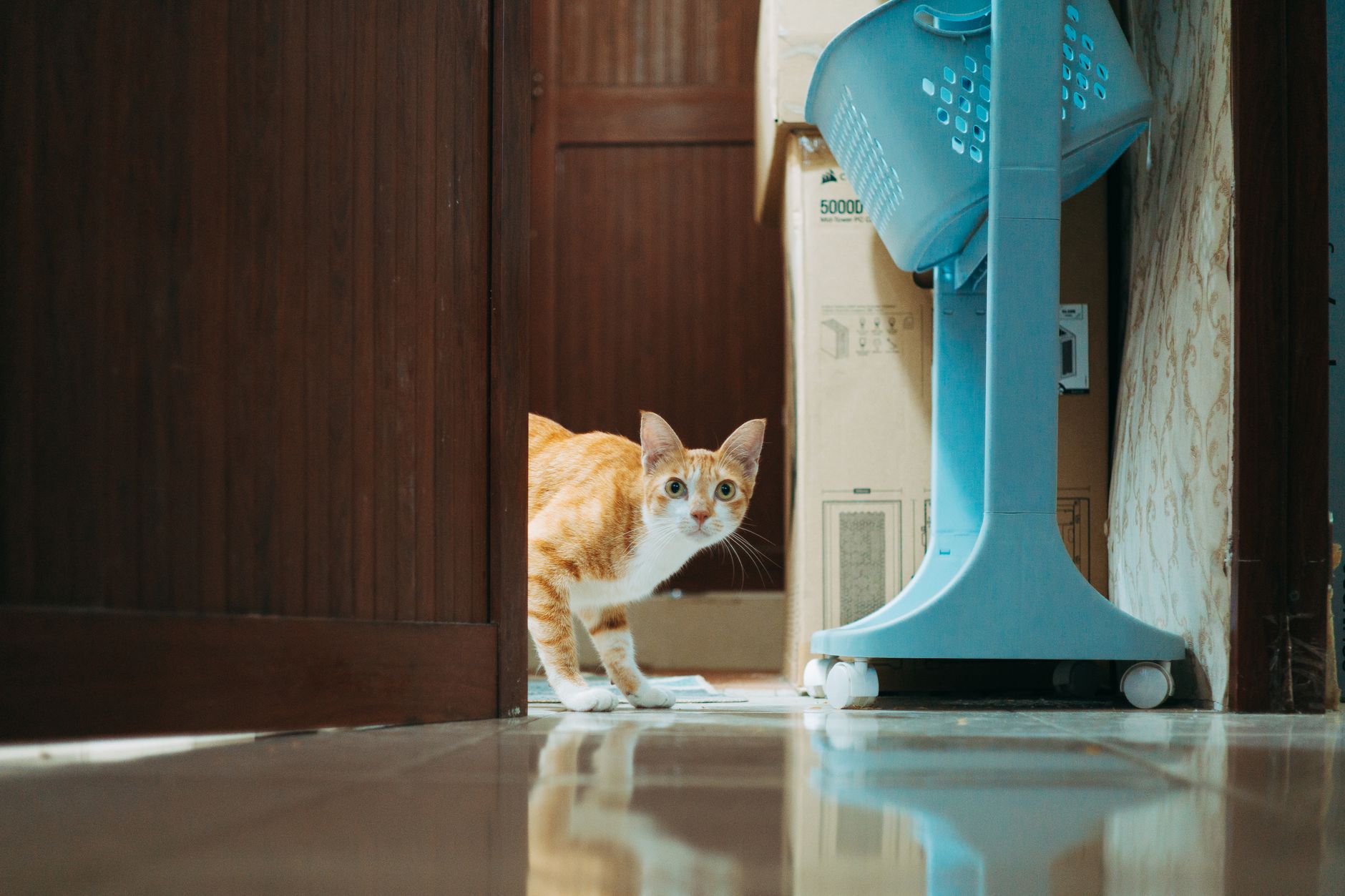 orange tabby cat inside soft pet carrier at airport departure gate