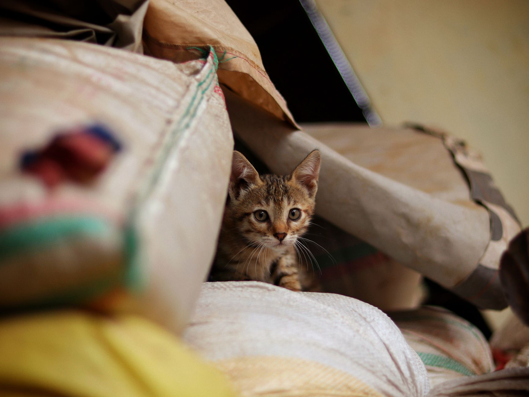 small tabby cat inside soft-sided airline carrier under airplane seat