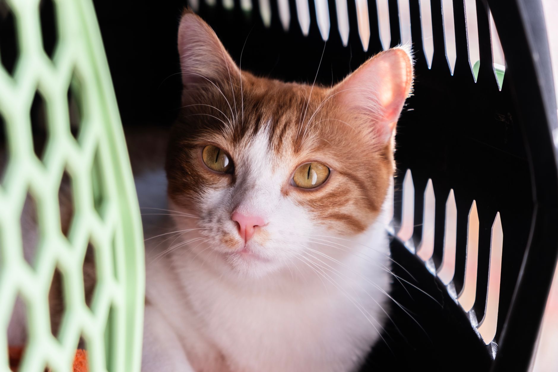 cat inside plastic carrier