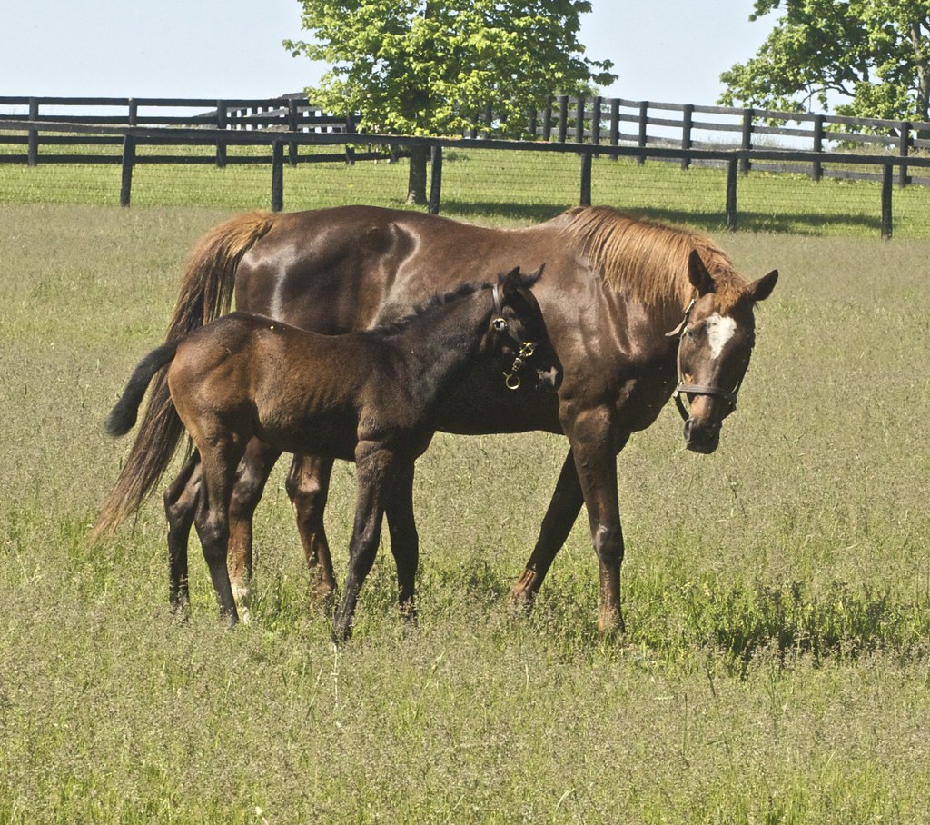 livestock farm herd