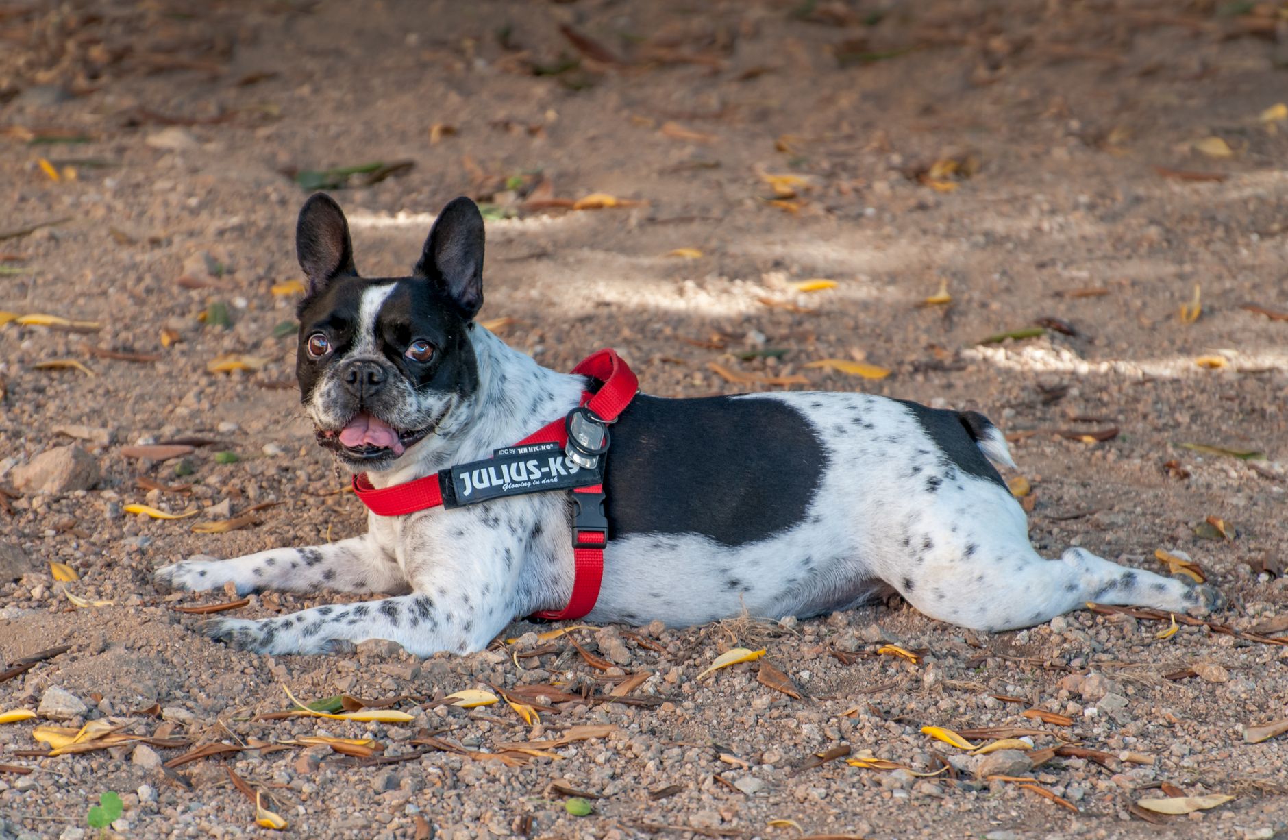 service dog with harness lying at airport terminal floor
