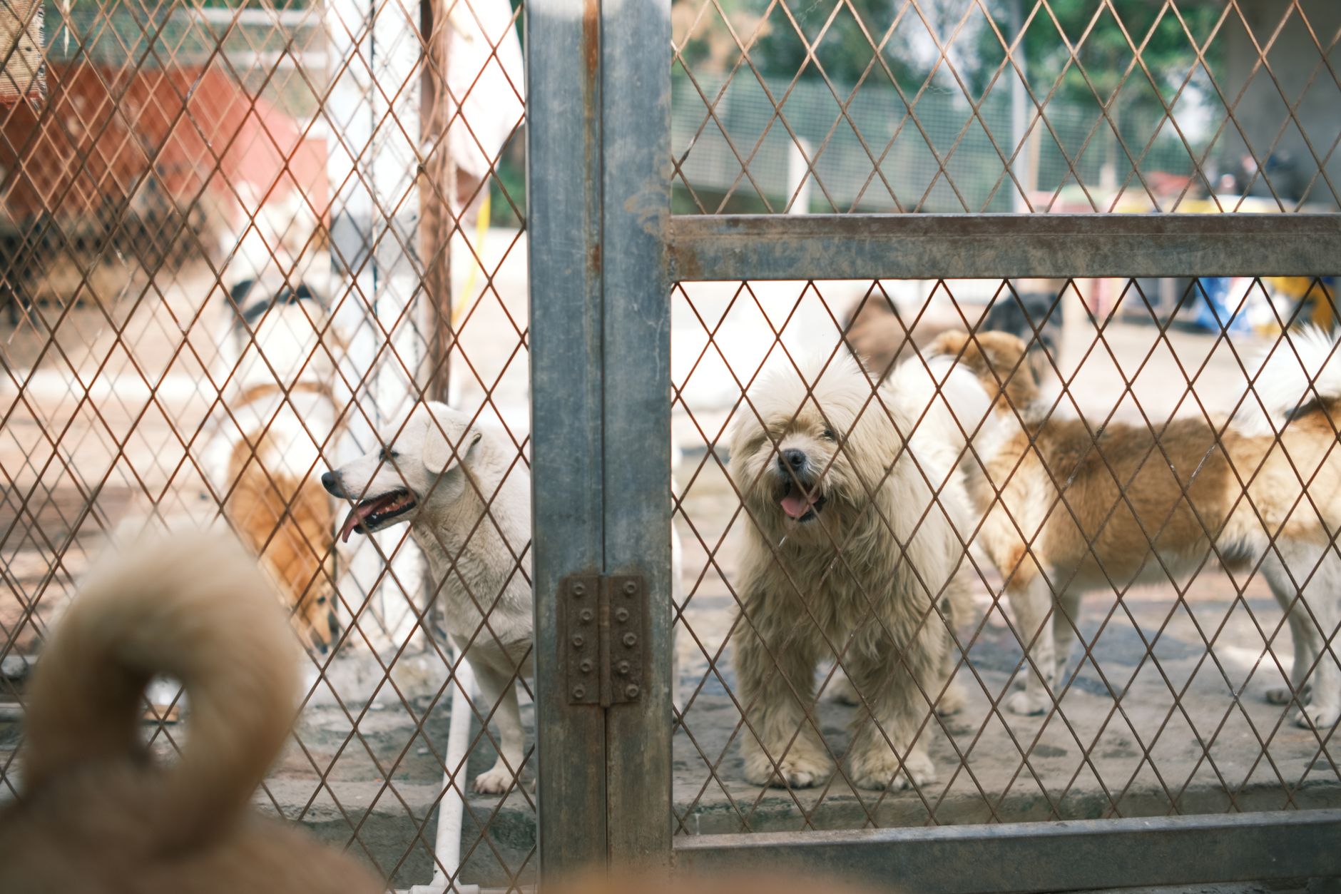 dog quarantine kennel airport holding facility corridor