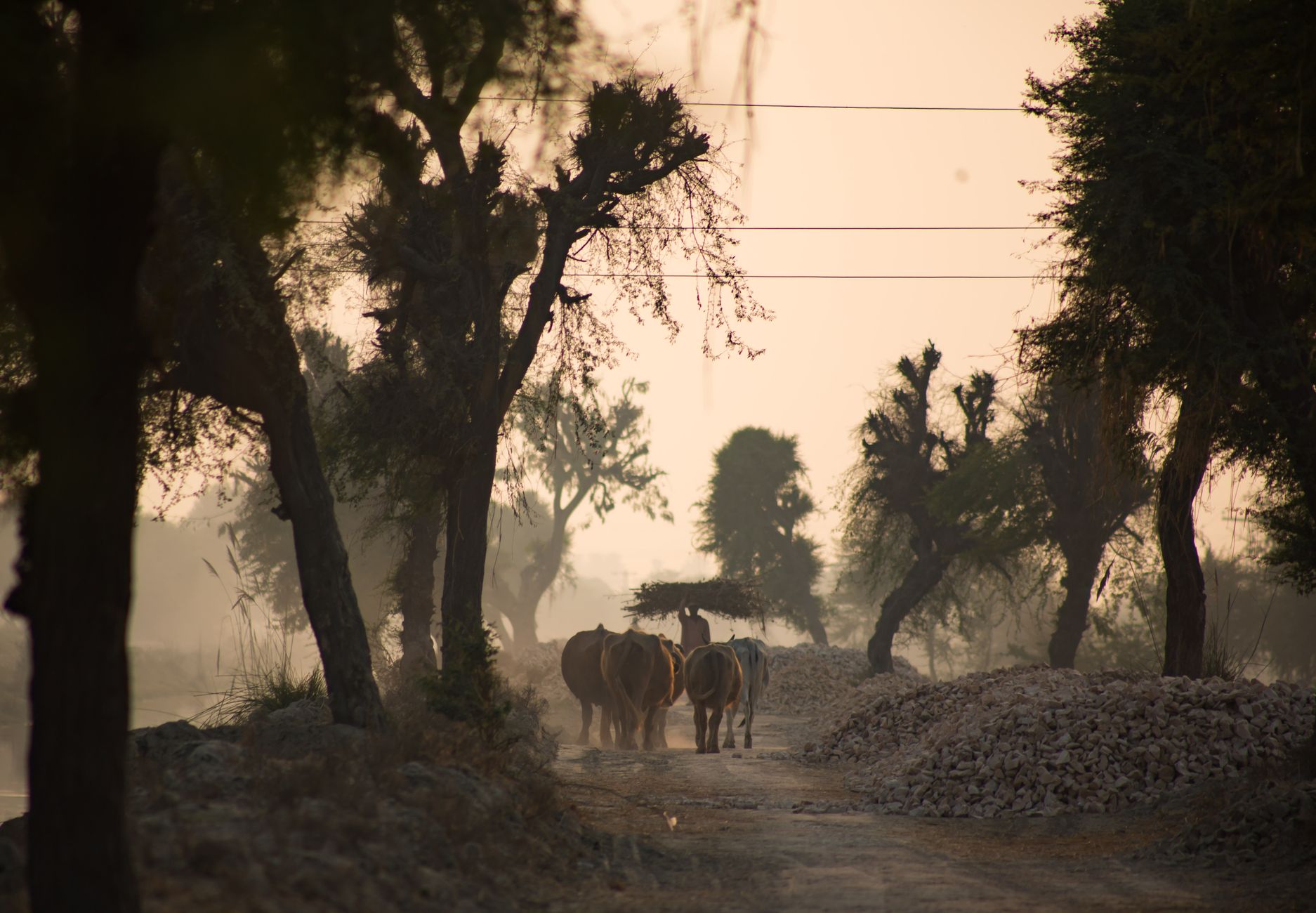 Animal Passports: EU Pet Passport vs Digital Livestock ID (2026)
