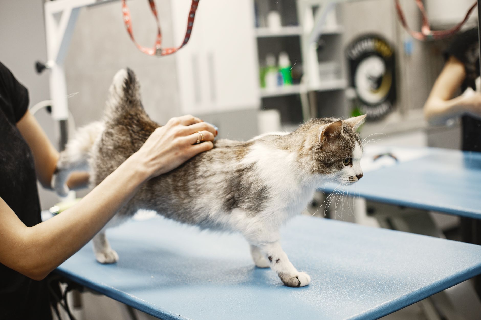 hard plastic cat cage carrier on veterinary clinic table
