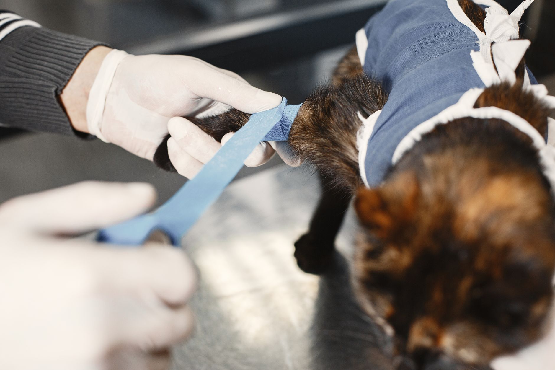 Passport for a Cat: EU Pet Passport Rules vs. Digital ID Tools (2026)