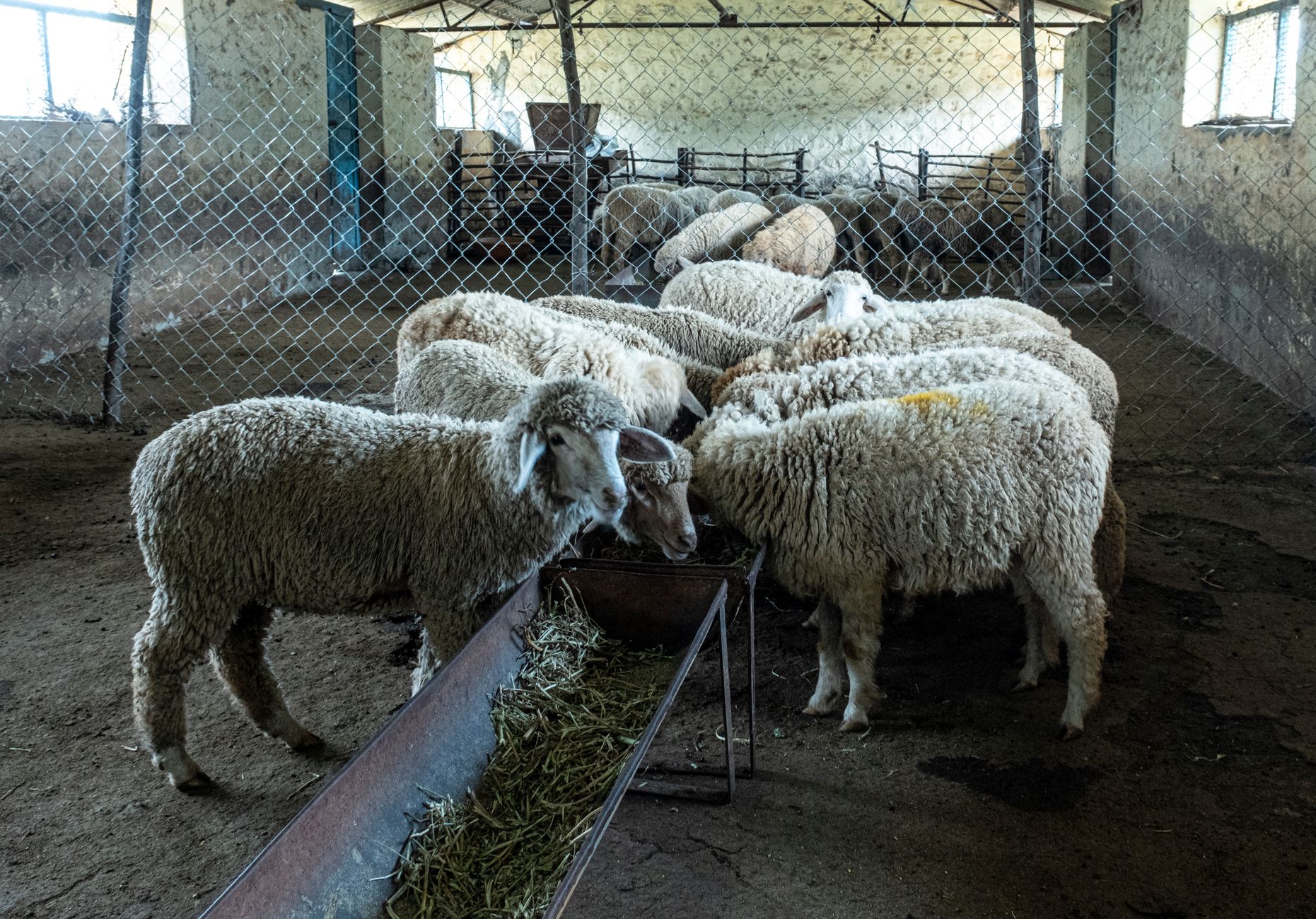 livestock quarantine pens at border inspection station
