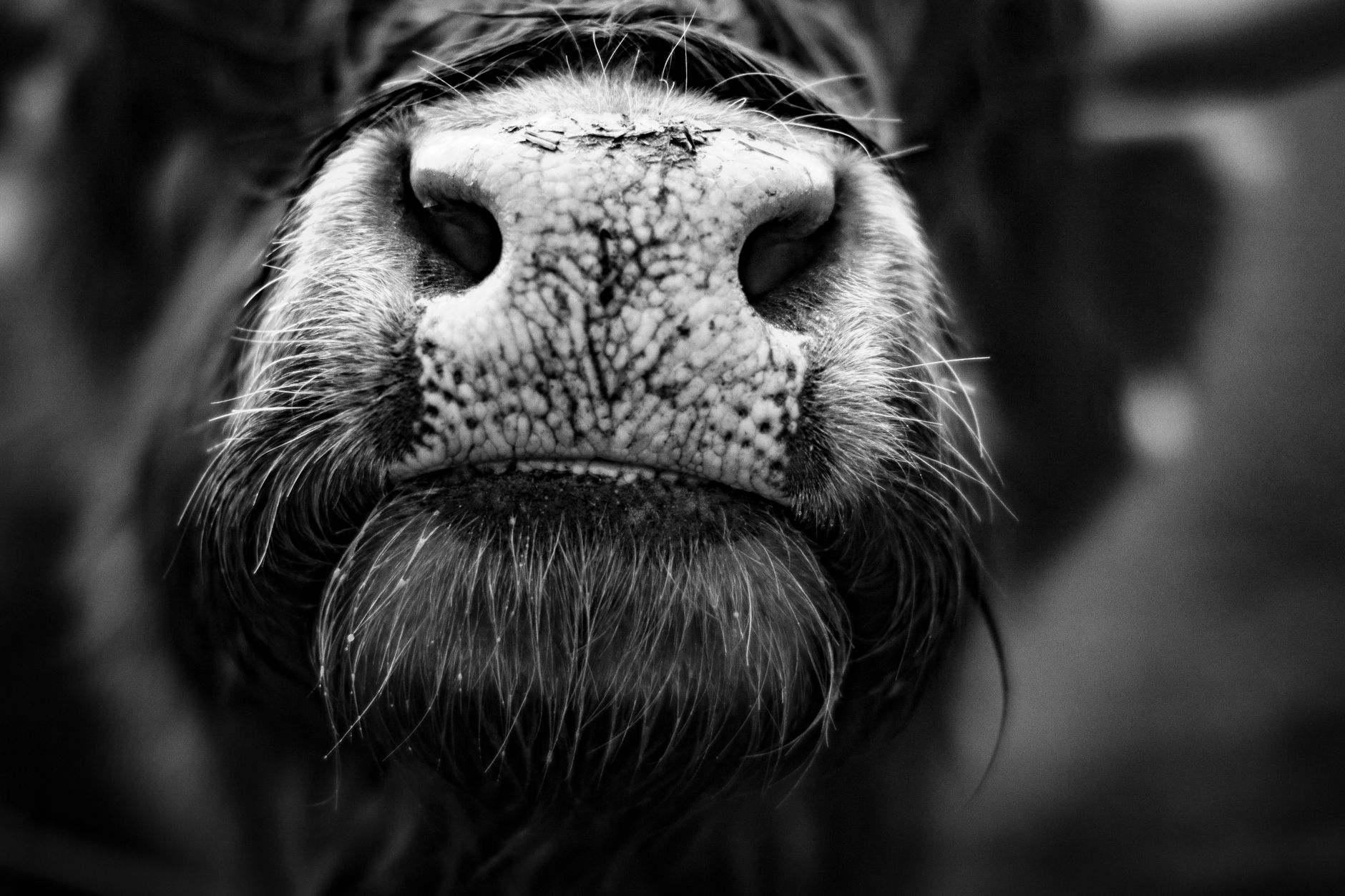 cattle muzzle livestock
