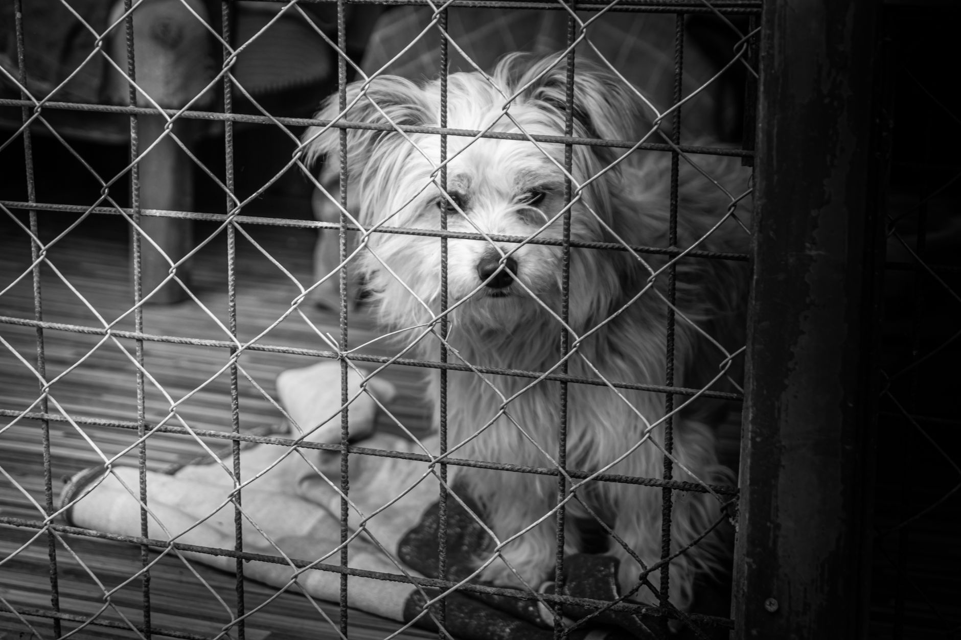 dog waiting in wire quarantine kennel veterinary station