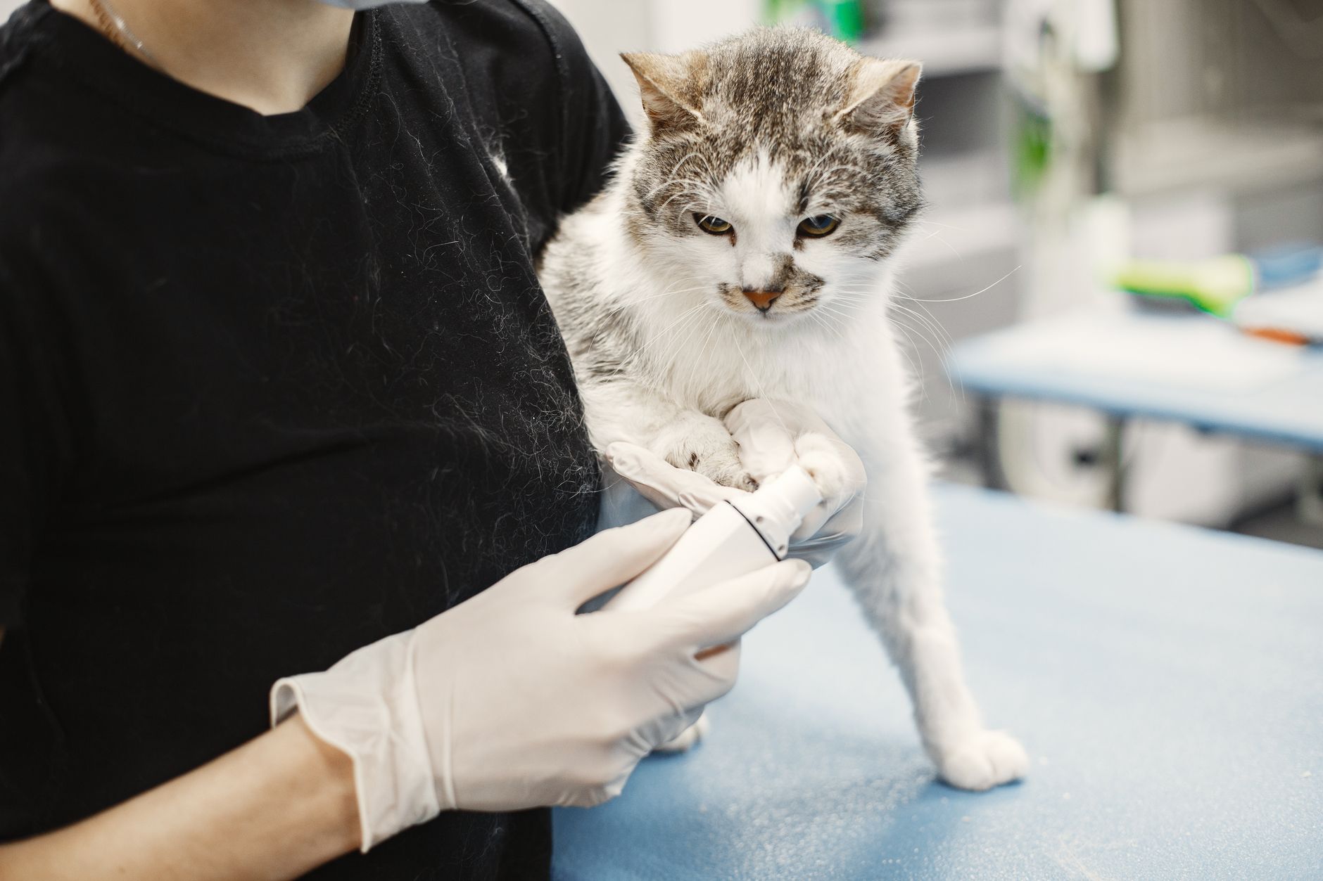 cat microchip scanning at veterinary clinic Europe