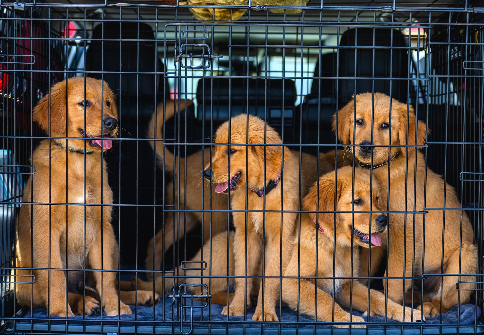 dog in IATA travel kennel