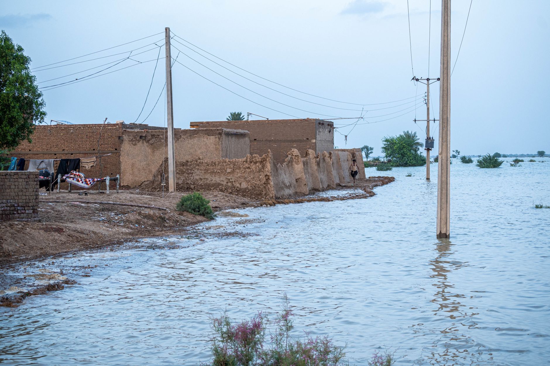 farmer wading through flooded pasture with cattle Pakistan monsoon
