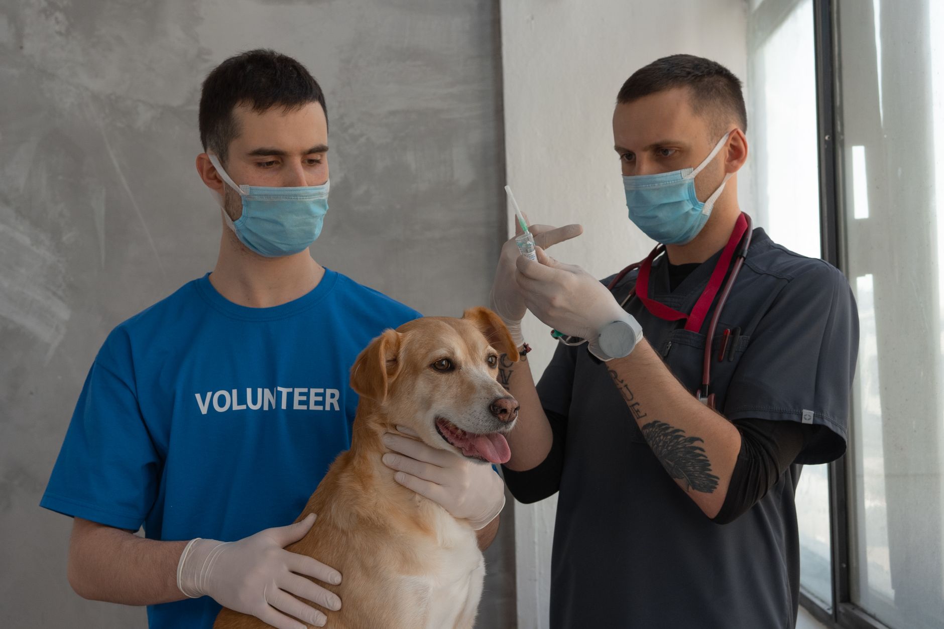 veterinarian implanting microchip in dog at clinic