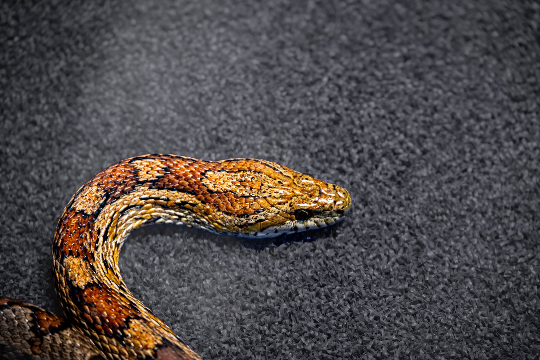 How to Import Reptiles Legally: Permits, CITES, and Agency Rules