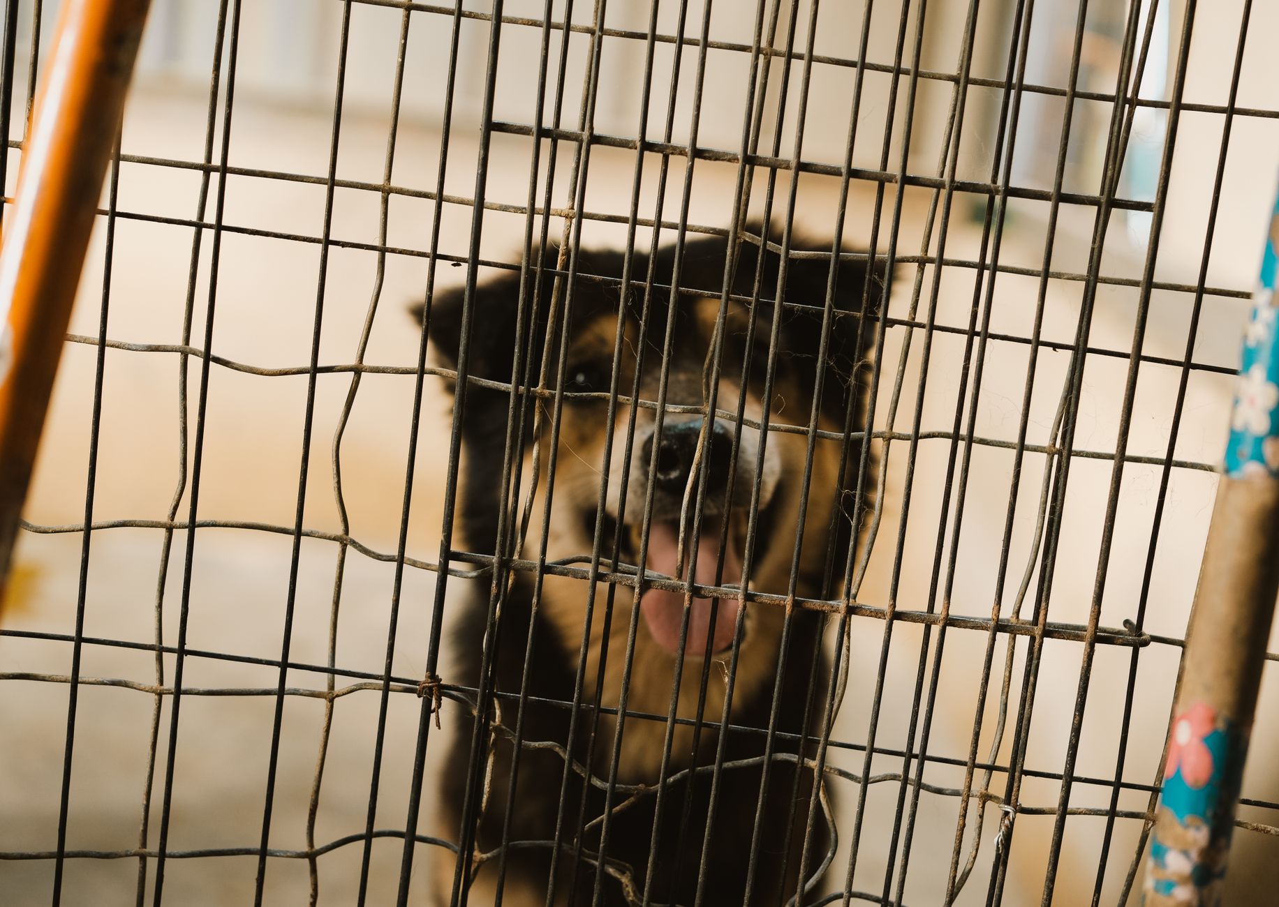 airport pet quarantine cage inspection officer