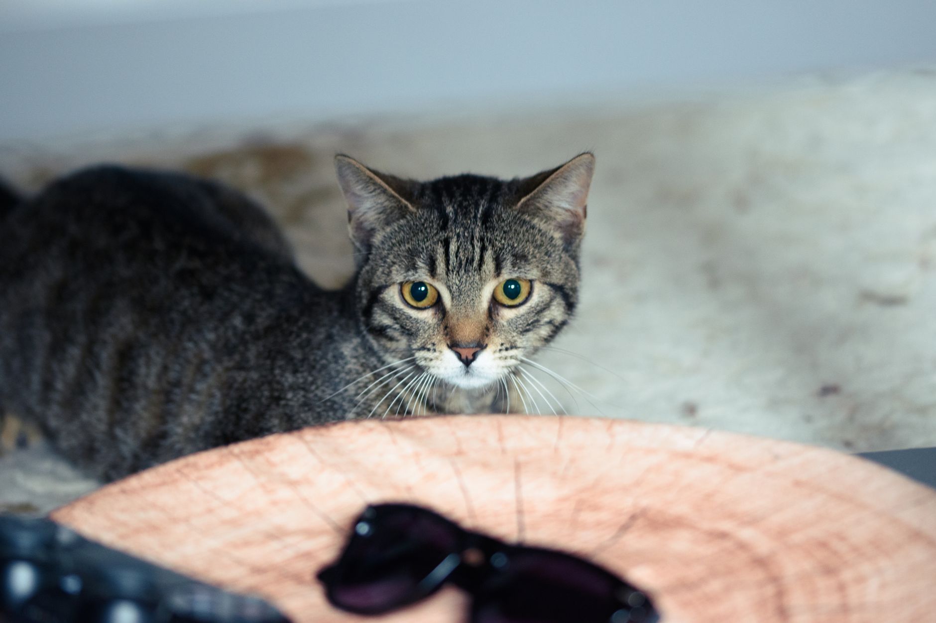 Cat Carrier for Kittens: Size, Safety, and Buying Guide