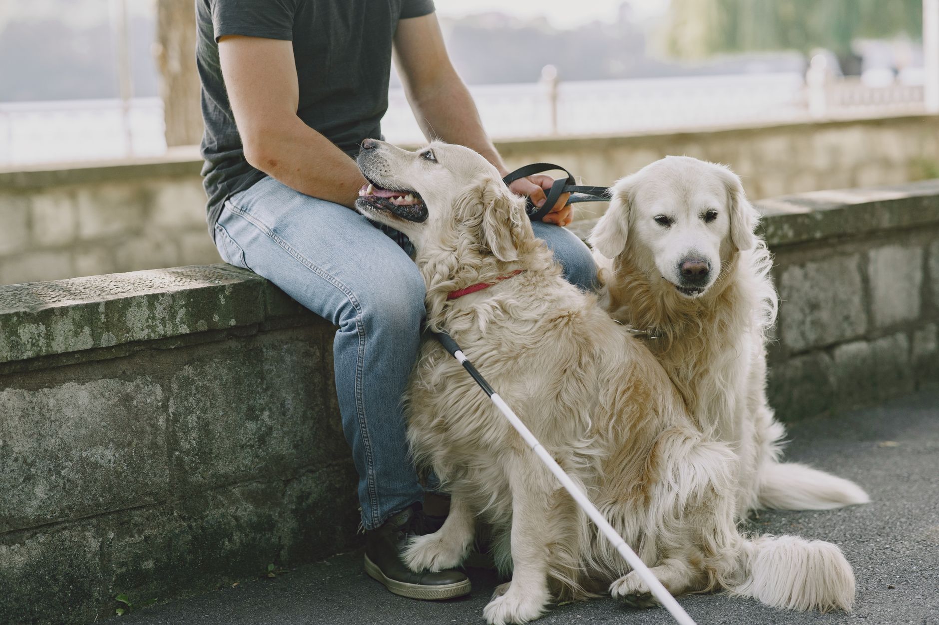 Can You Take a Dog on a Plane? Airline Rules, Fees & Breed Restrictions (2026)