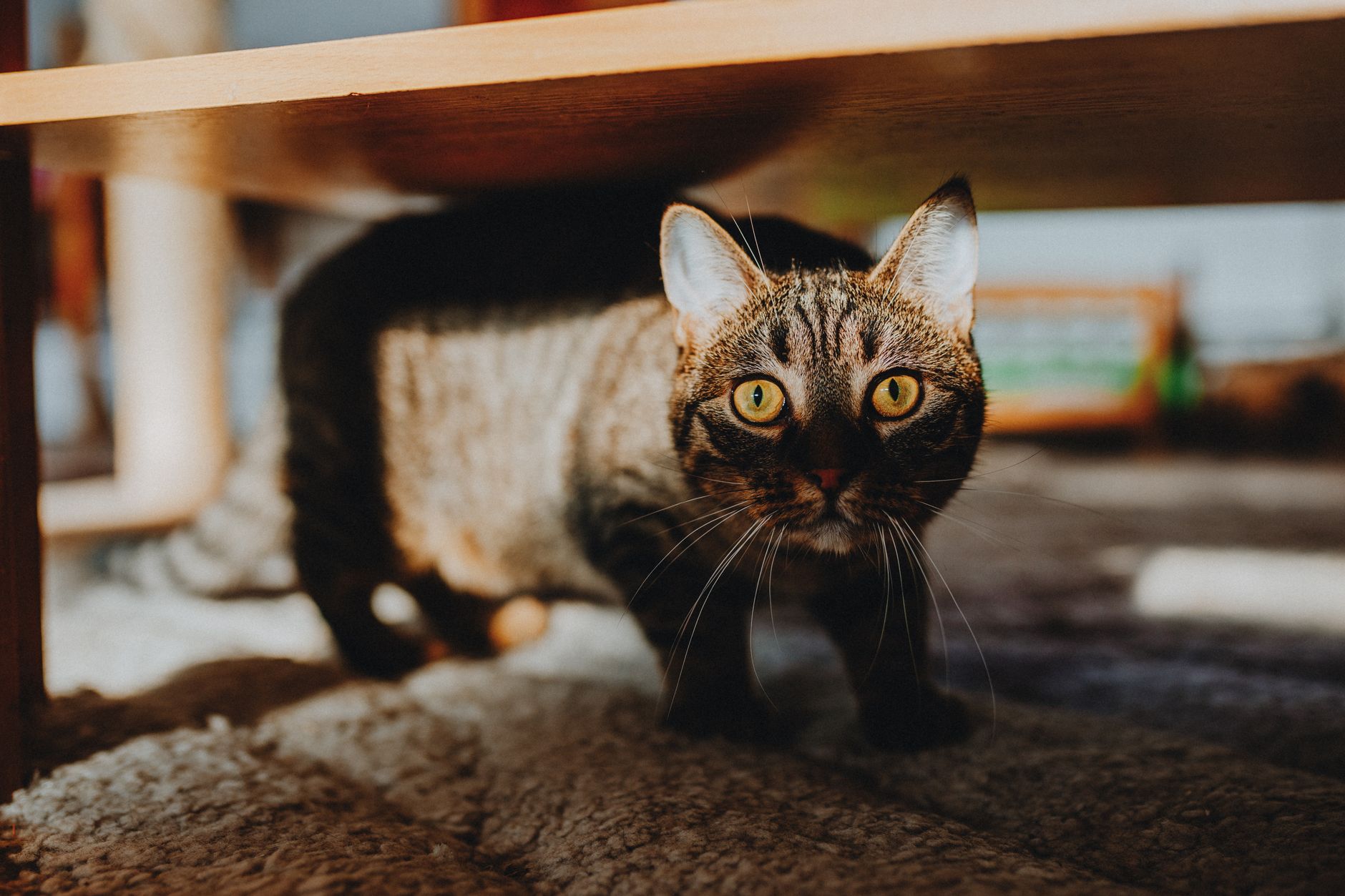 tabby cat soft airline cabin pet carrier under airplane seat