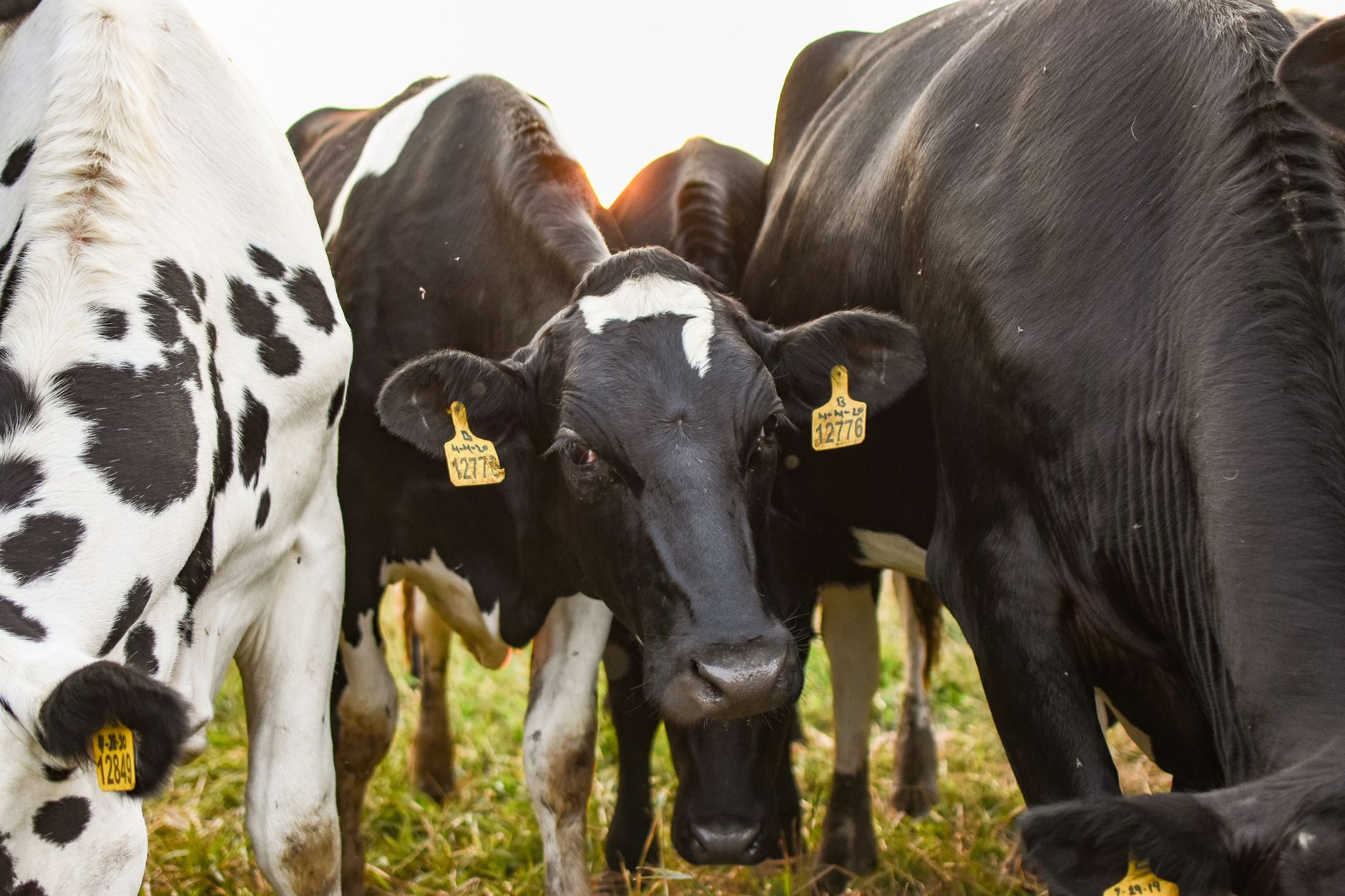 farmer checking cattle ear tag in flooded pasture