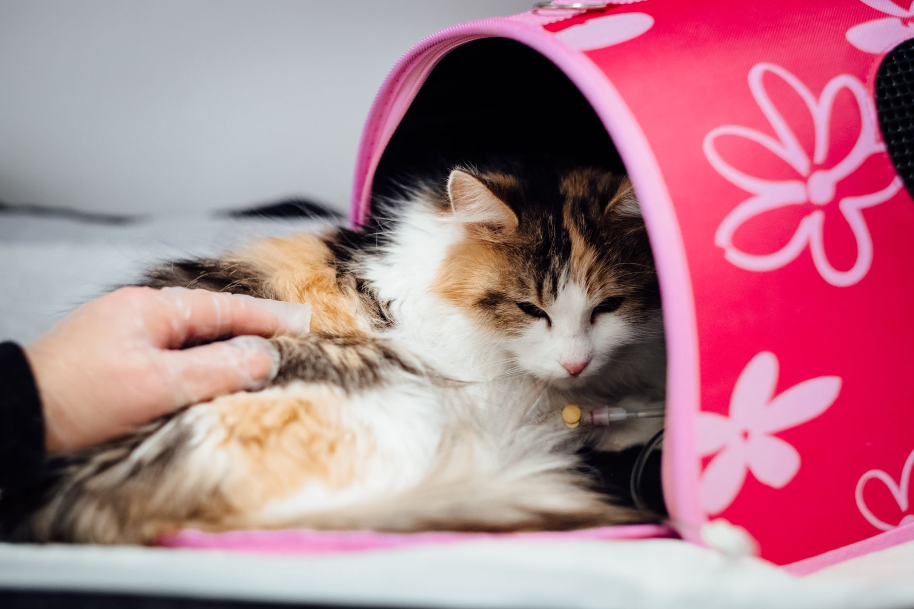 Cat Carrier for Cat: How to Choose Size, Type, and Airline Fit