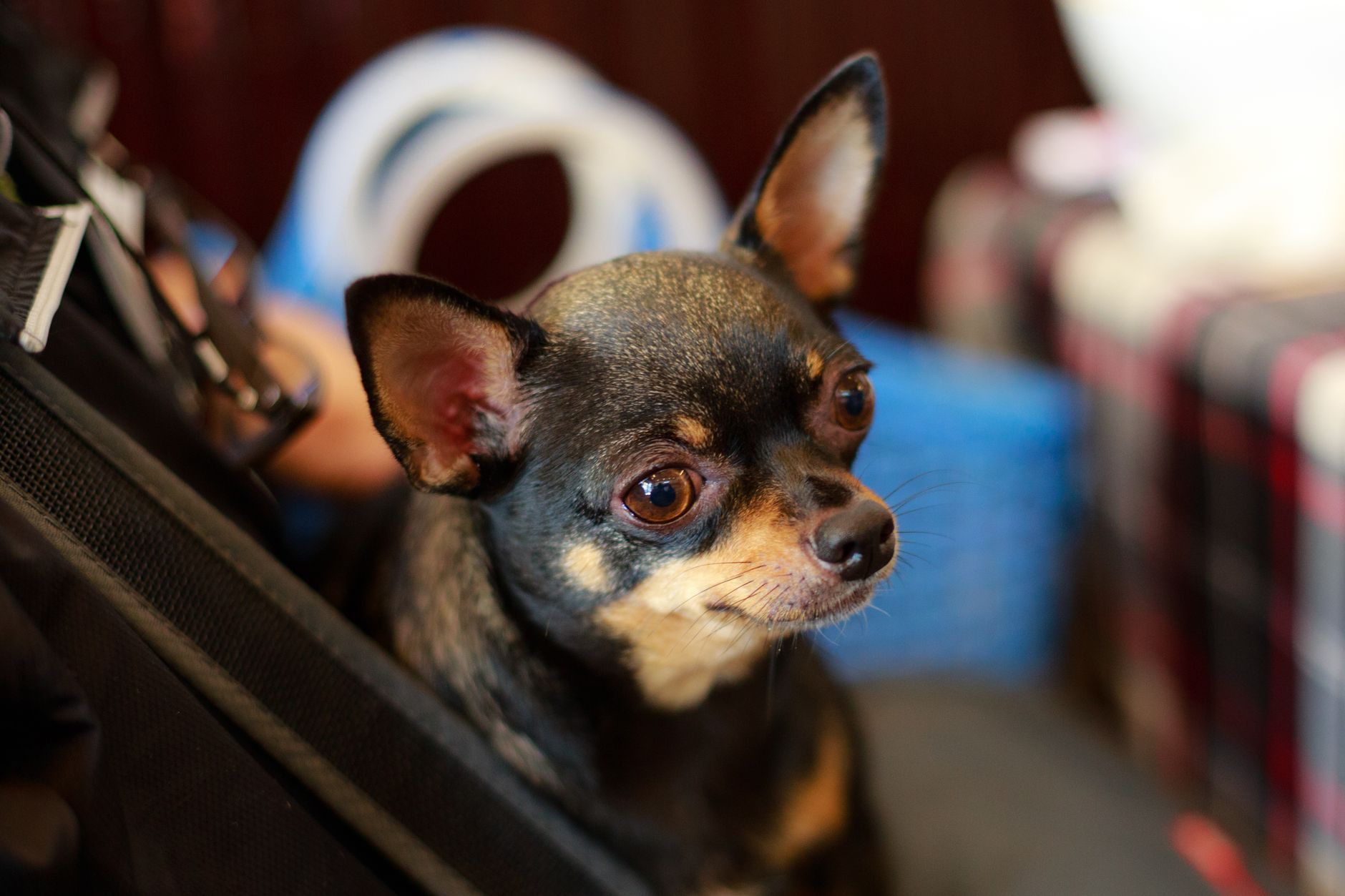 JetBlue Pet Policy 2026: Fees, Carrier Rules & Service Animal Requirements