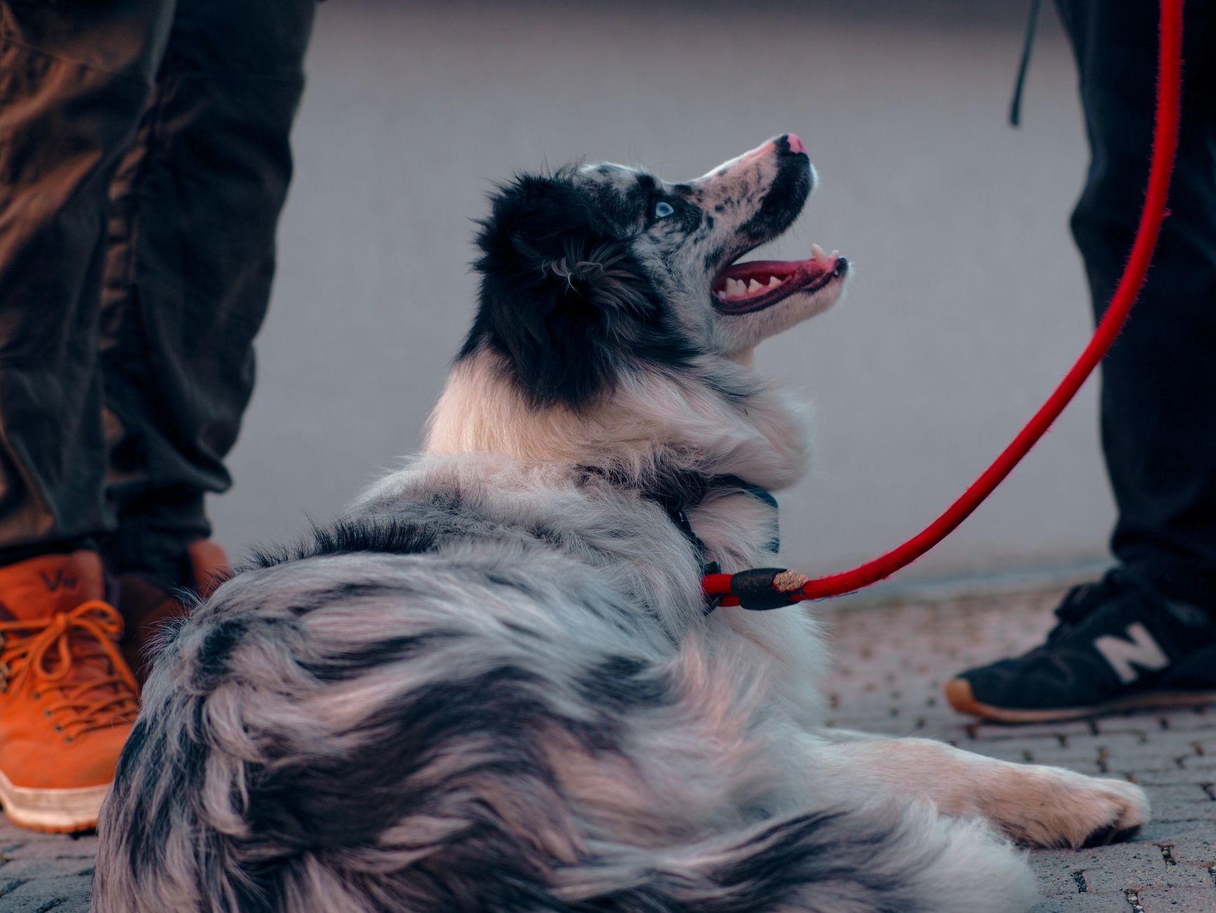 Do I Need a Passport for My Dog? Official Travel Rules