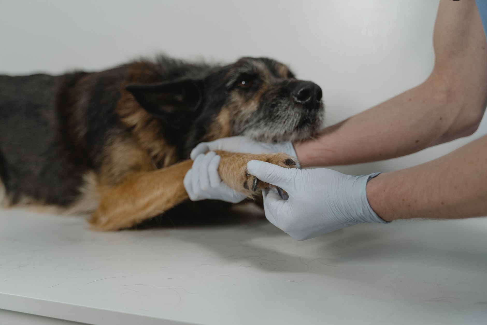 veterinarian examining dog paws in clinic before international travel