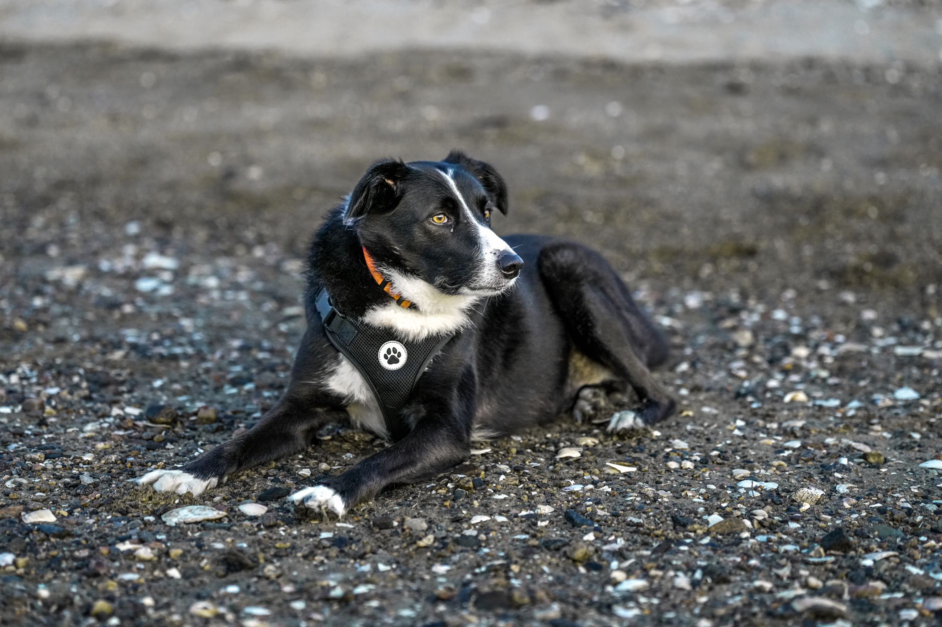 dog waiting in car at Canada United States land border checkpoint