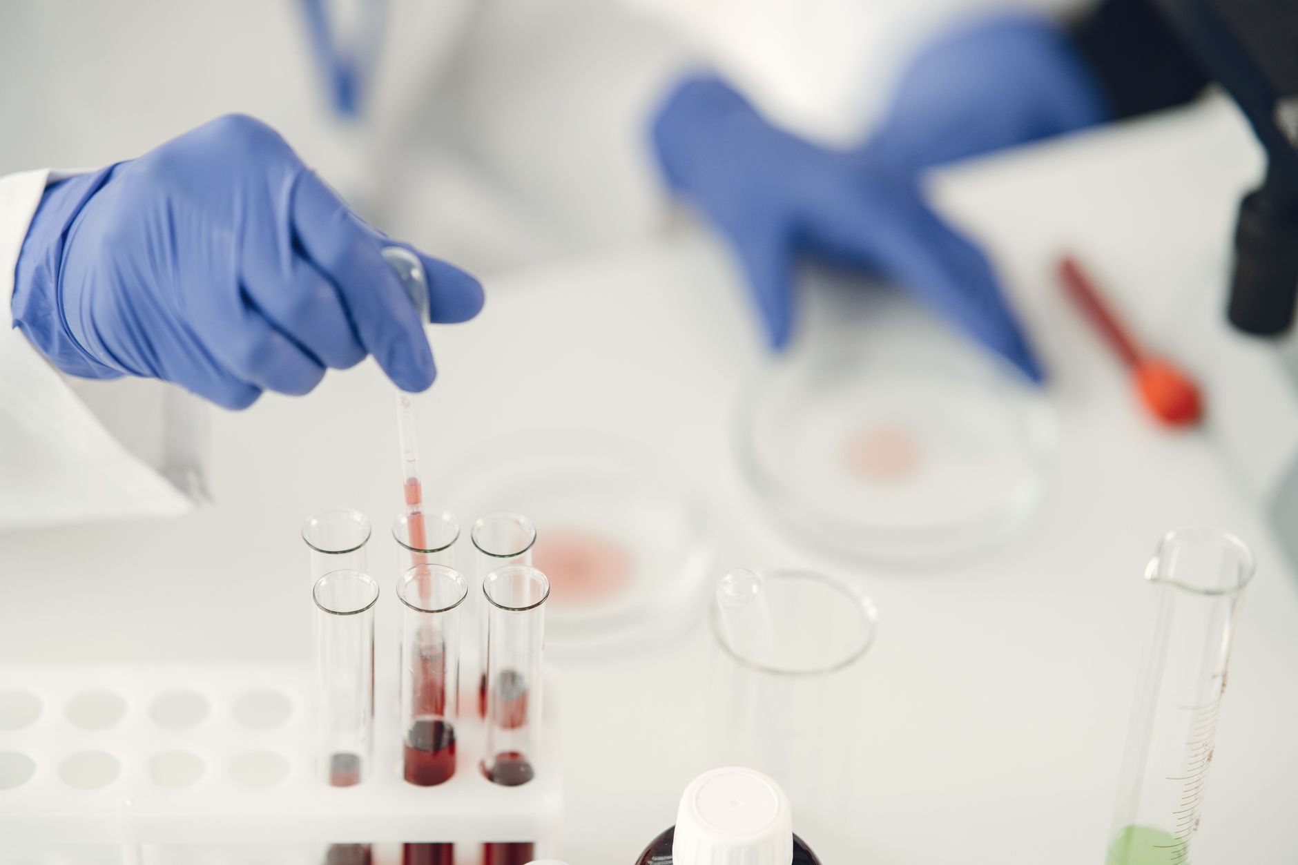 veterinarian drawing dog blood sample clinic serology tube