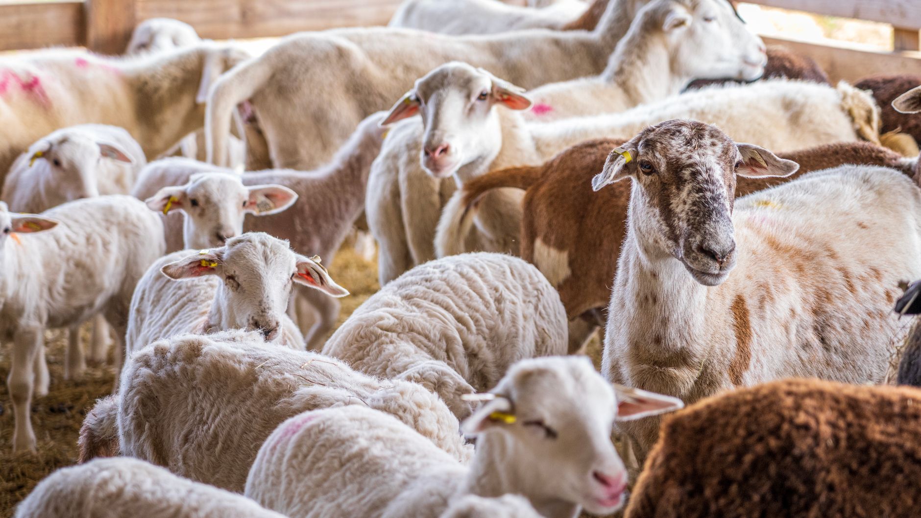 livestock farm herd